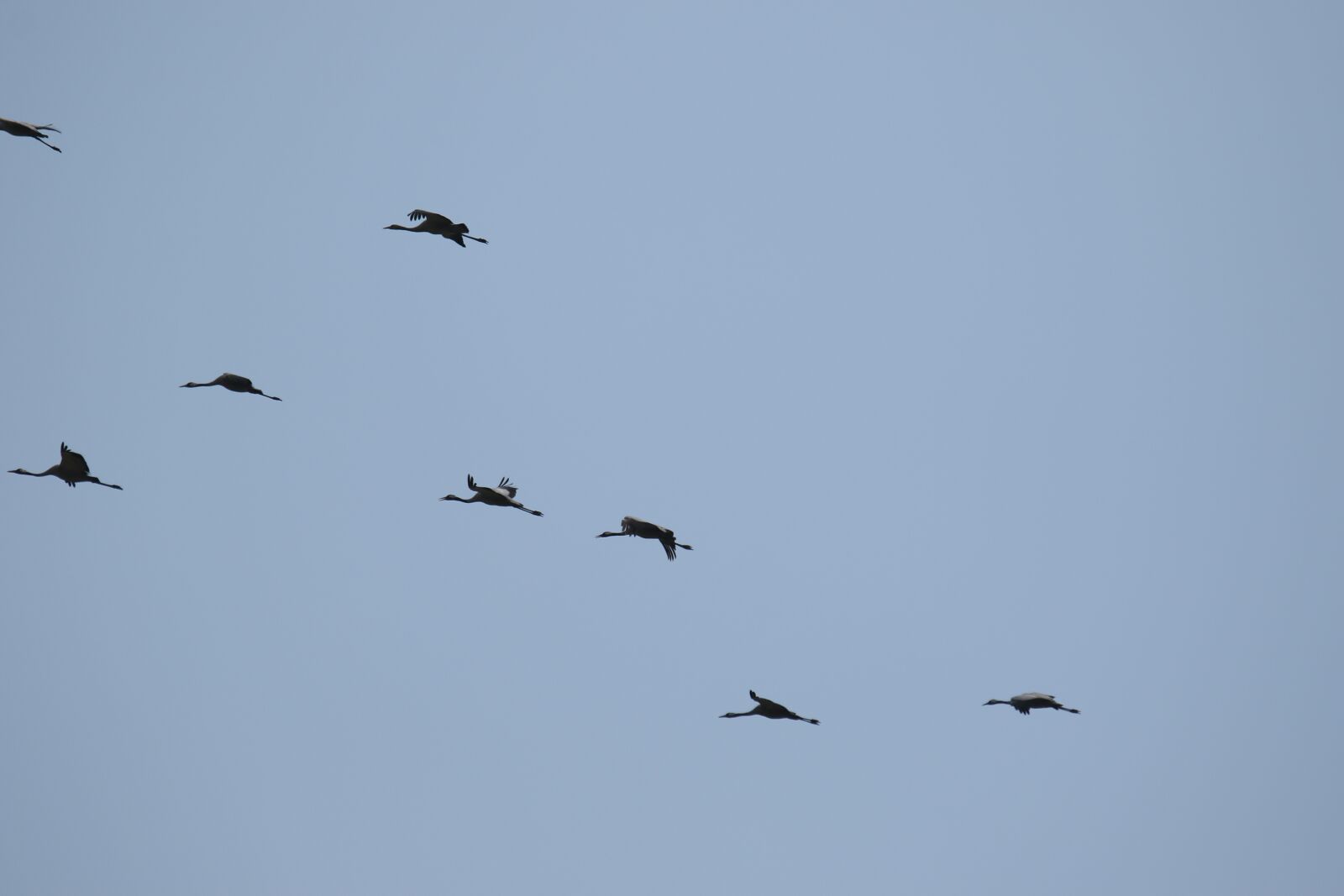 Canon EOS 7D Mark II sample photo. Cranes, birds, flight photography