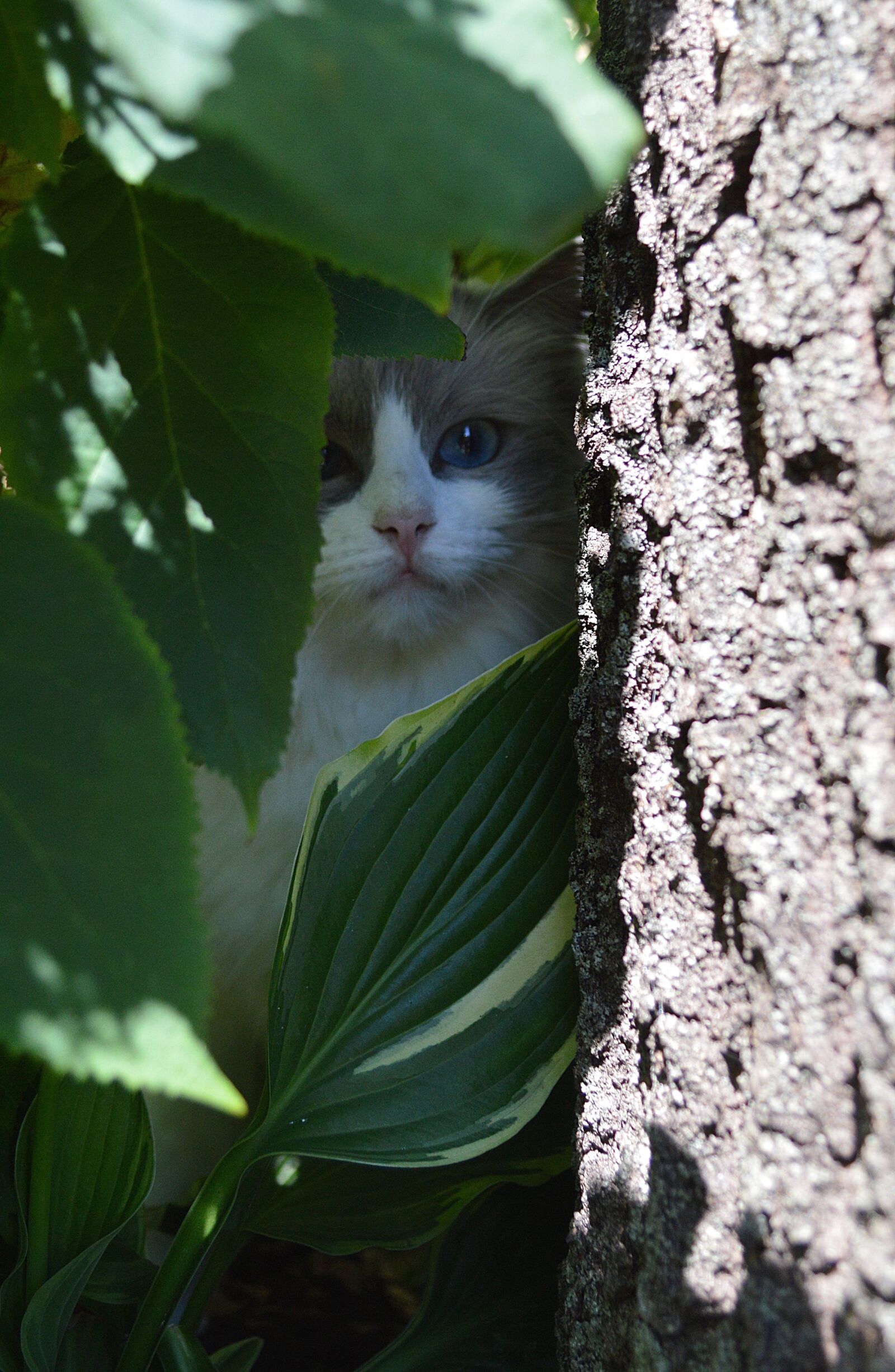 Nikon D3200 sample photo. Ragdoll, cat, kittens photography