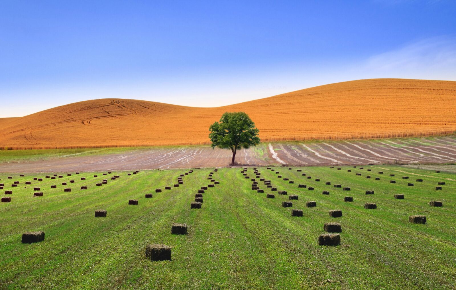 Nikon D5300 sample photo. Tree, fields, landscape photography