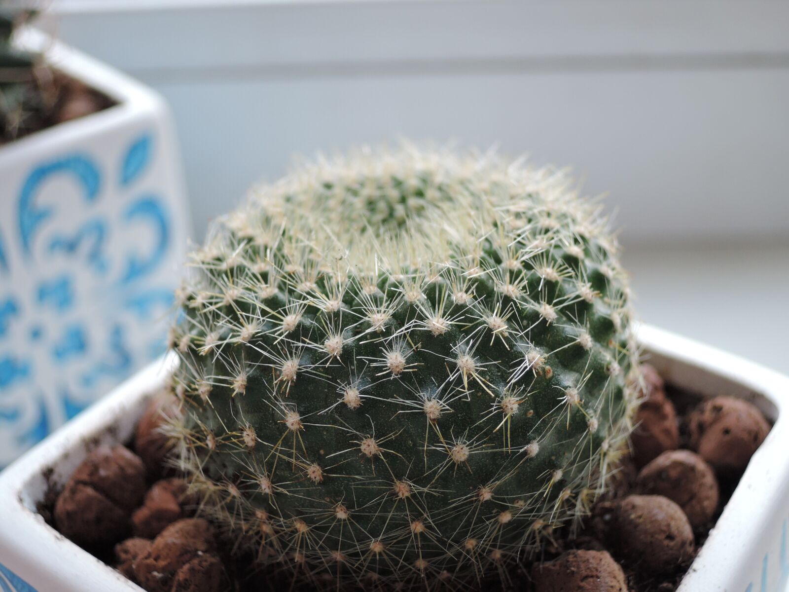 Nikon Coolpix P340 sample photo. Cactus, round, scratchy photography