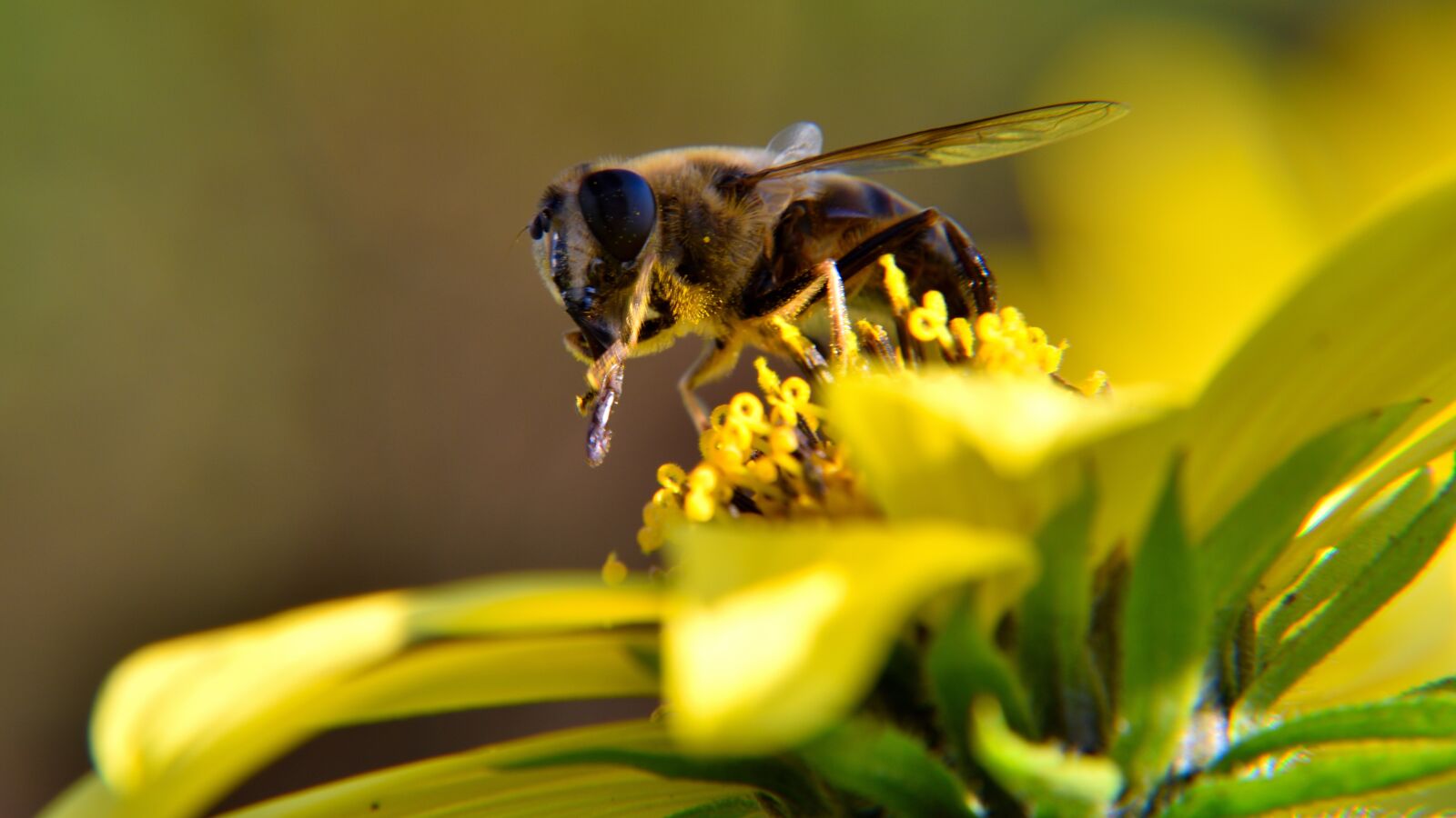 Nikon D5500 sample photo. Bee, blossom, bloom photography