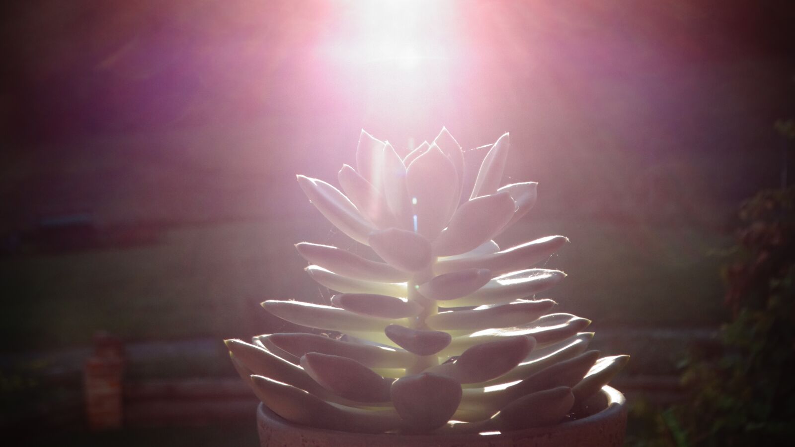 Sony Cyber-shot DSC-HX300 sample photo. Succulents, beautiful, plant photography