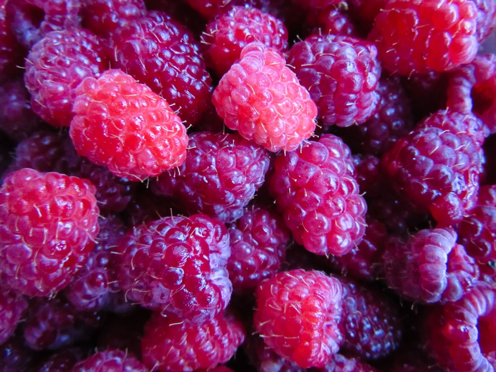 Canon PowerShot SX600 HS sample photo. Raspberries, fruit, summer photography