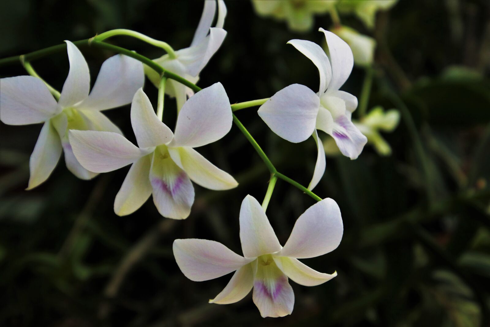Canon EOS 80D sample photo. Orchid, exotic, biel photography