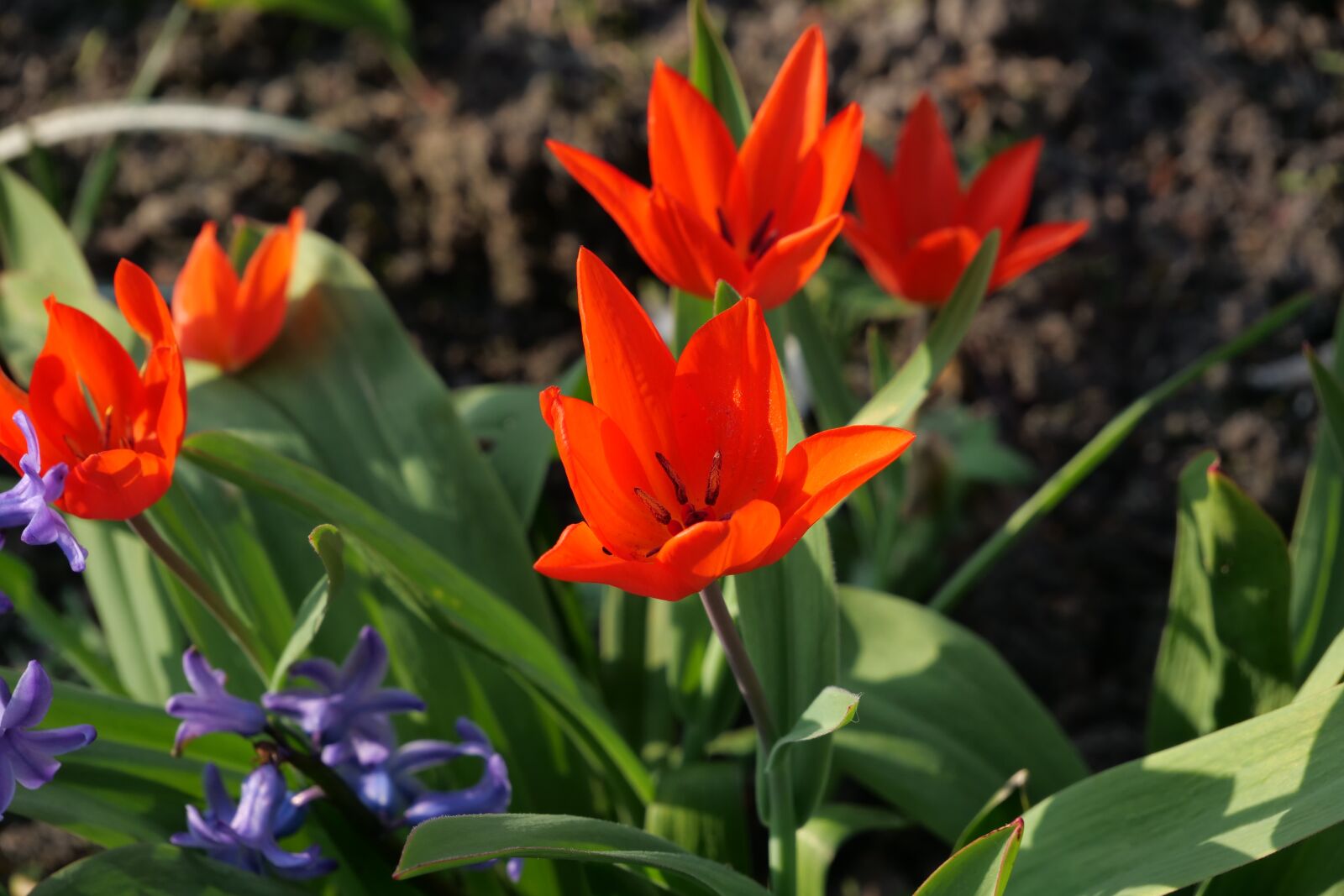 Panasonic Lumix DC-G9 sample photo. Nature, flower, plant photography