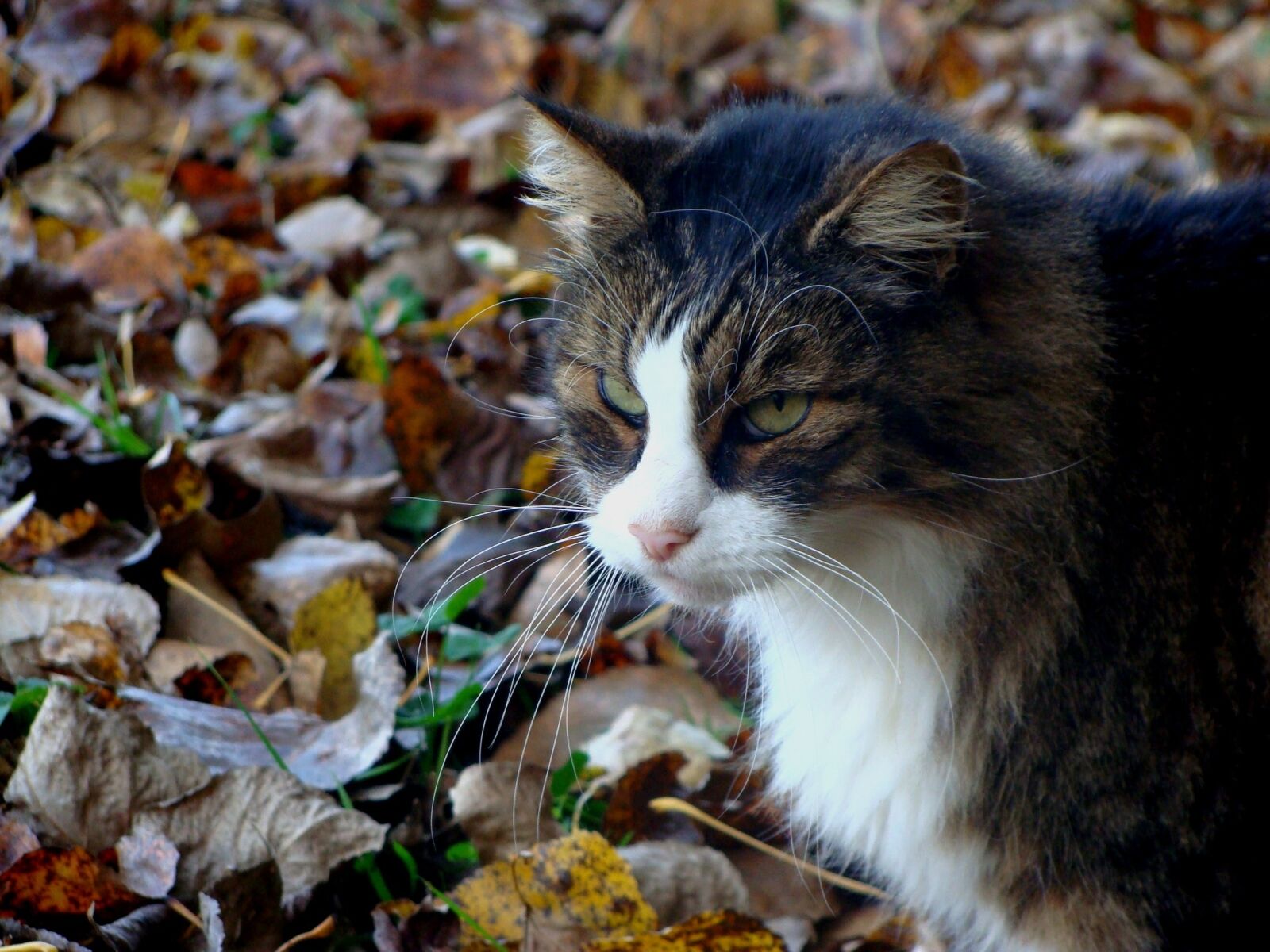 Sony Cyber-shot DSC-H10 sample photo. Cat, fall, nature photography