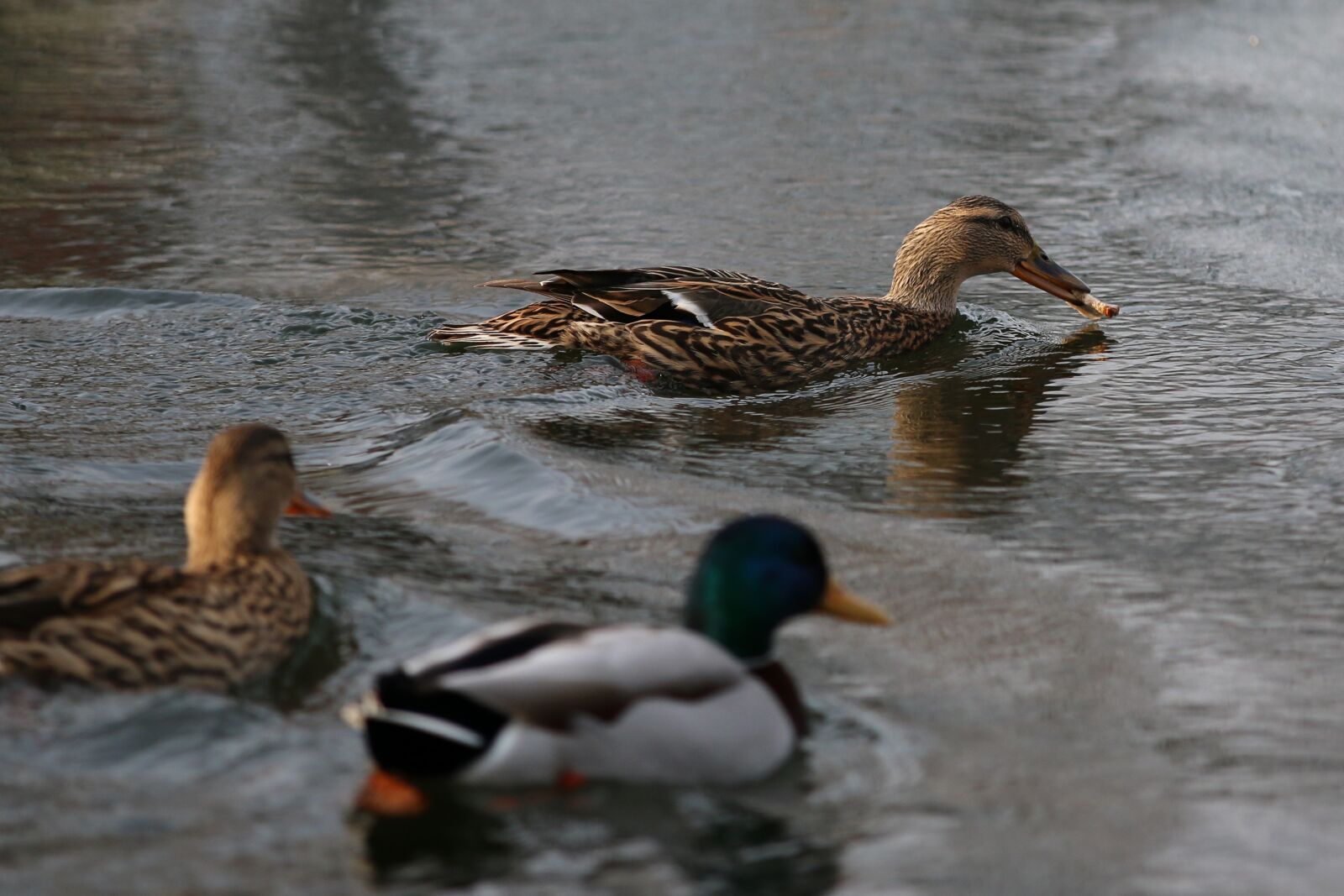 Canon EOS 70D + Canon EF 70-200mm F2.8L IS II USM sample photo. Duck, food, futterneid photography