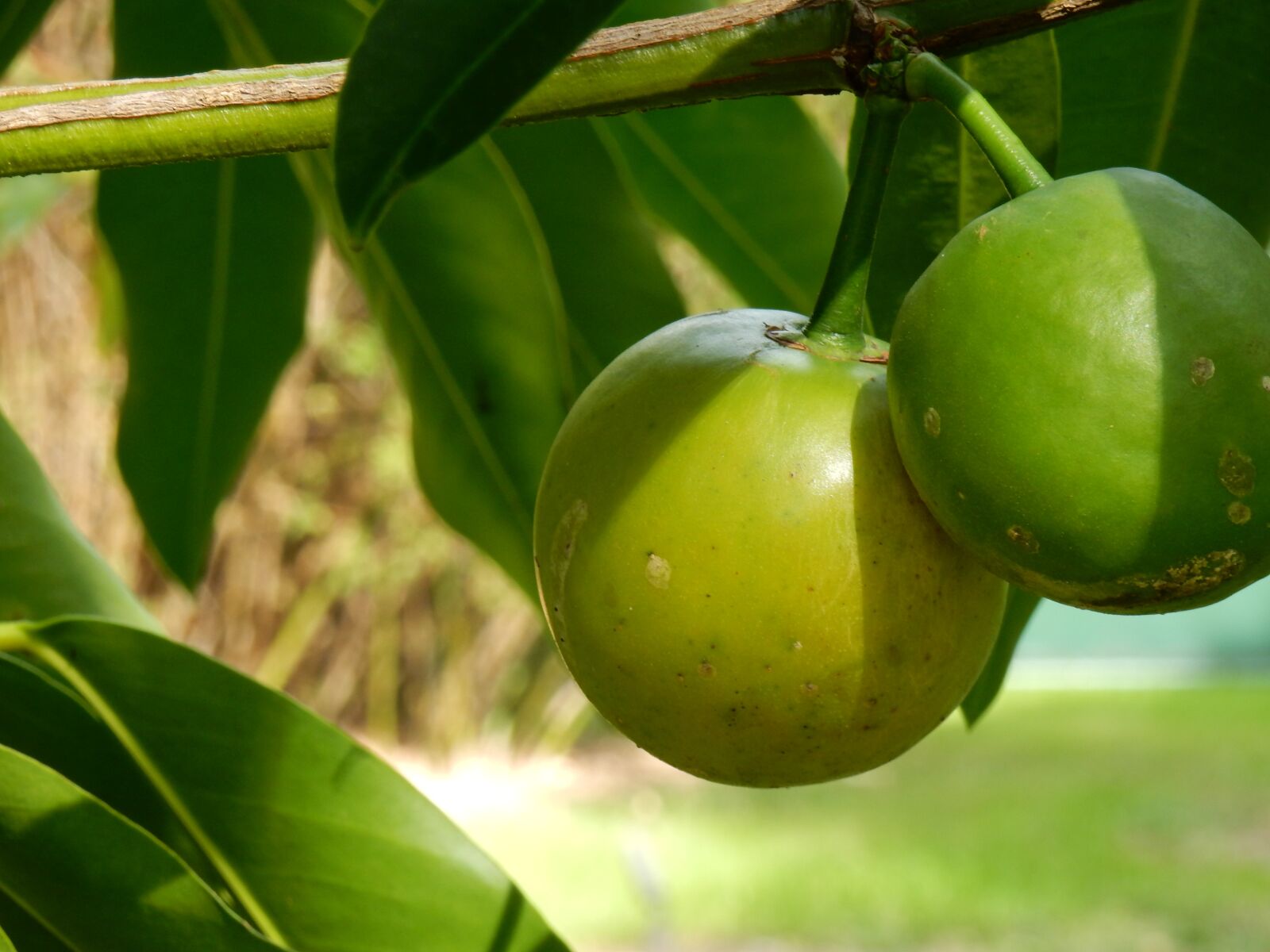 Nikon Coolpix S9700 sample photo. Citrus, citrus tree, green photography