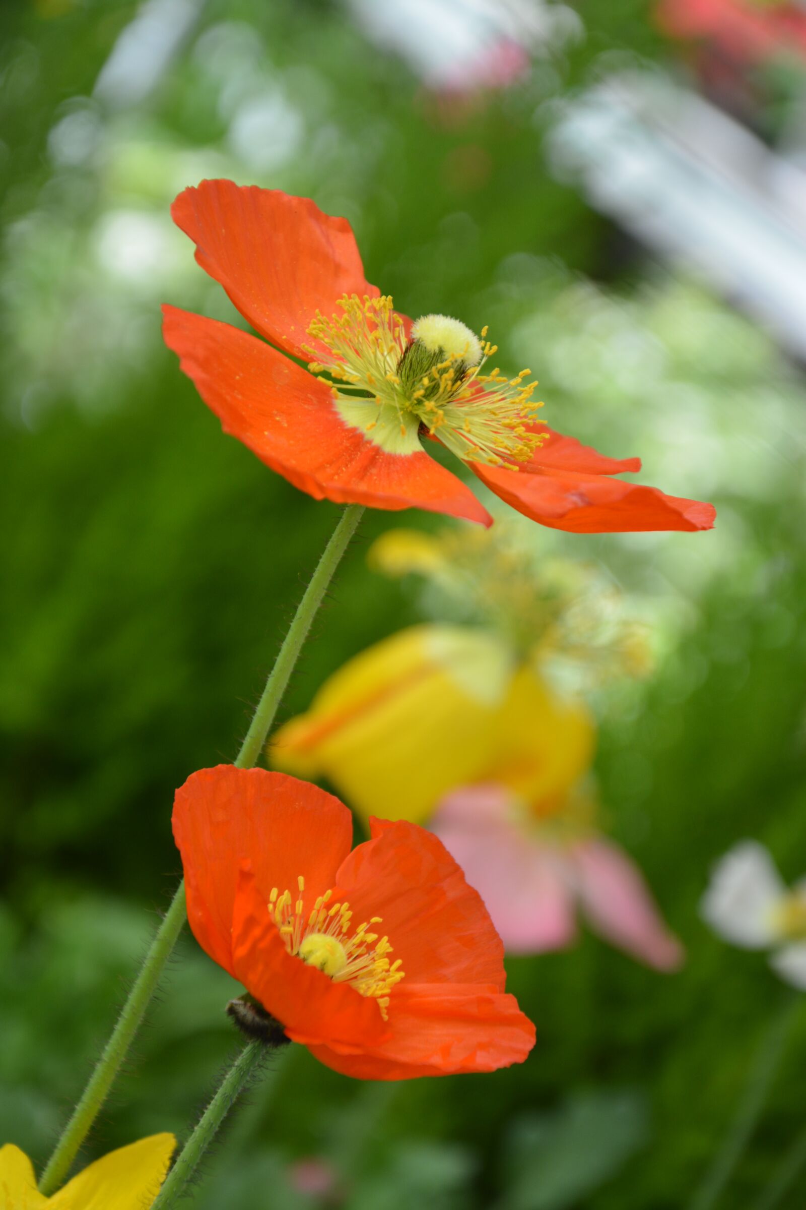 Nikon D5200 sample photo. Flower, nature, plant photography