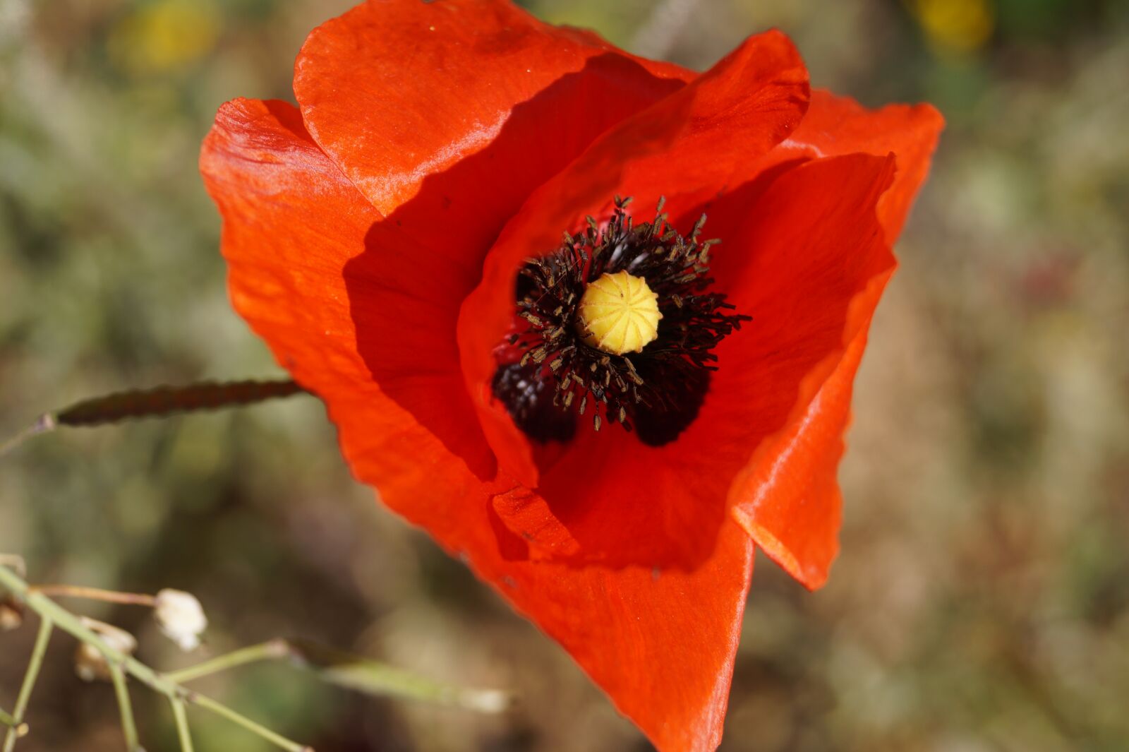 Sony DT 18-55mm F3.5-5.6 SAM II sample photo. Poppy flower, flower, red photography