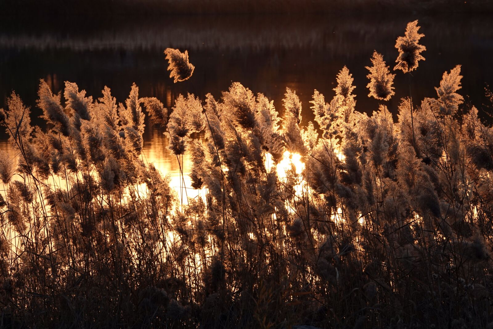 Sony Cyber-shot DSC-RX10 IV sample photo. Pond, autumn, reed photography