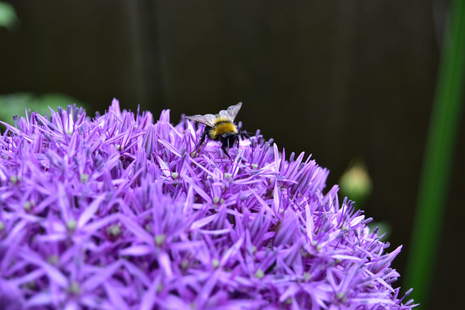 Nikon D5600 sample photo. Hummel, flower, spring photography