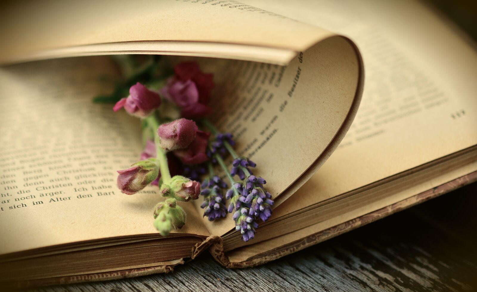 Nikon D5200 sample photo. Book, old book, read photography