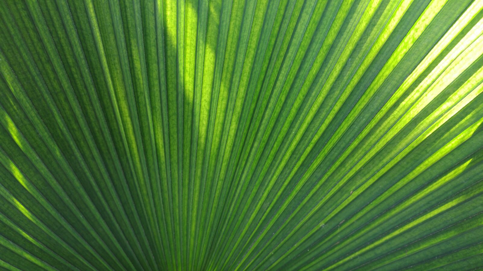 ZTE A2017G sample photo. Palm, tropical, green photography