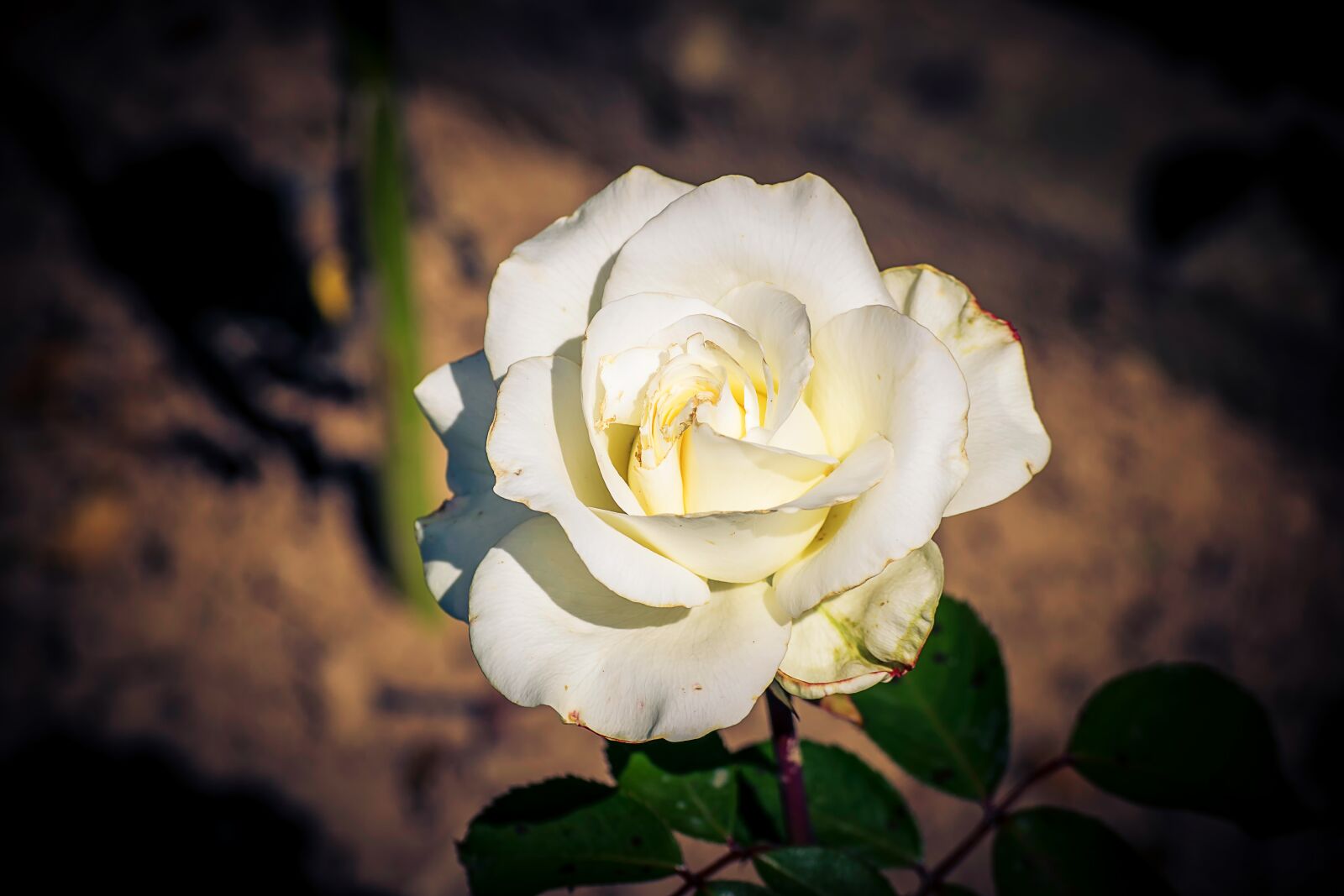 Nikon D3300 sample photo. Flower, nature, plant photography