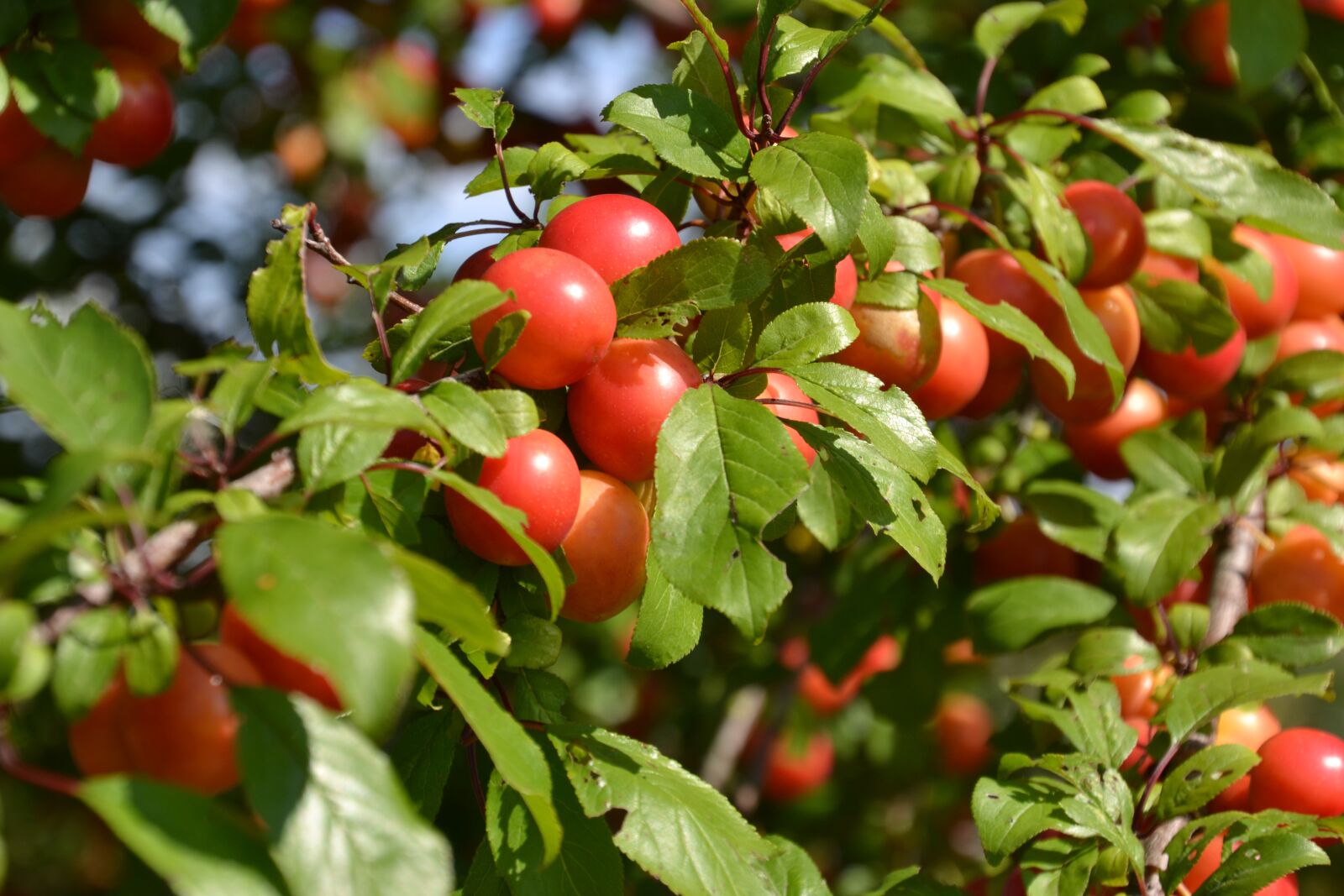 Nikon D3100 sample photo. Fruit, plum, crawl-plum photography