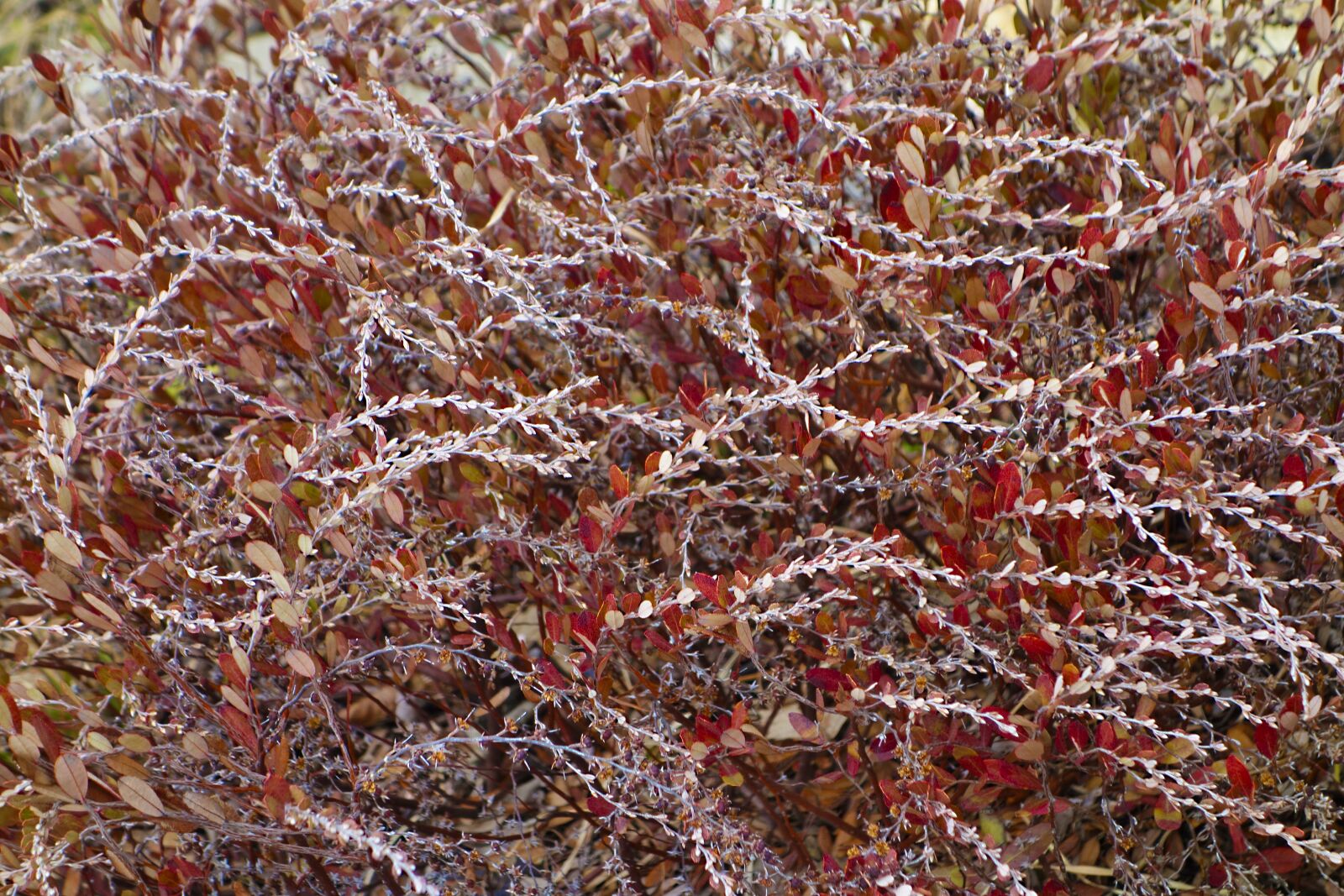 Hasselblad Stellar sample photo. Bush, shrub, abstract photography