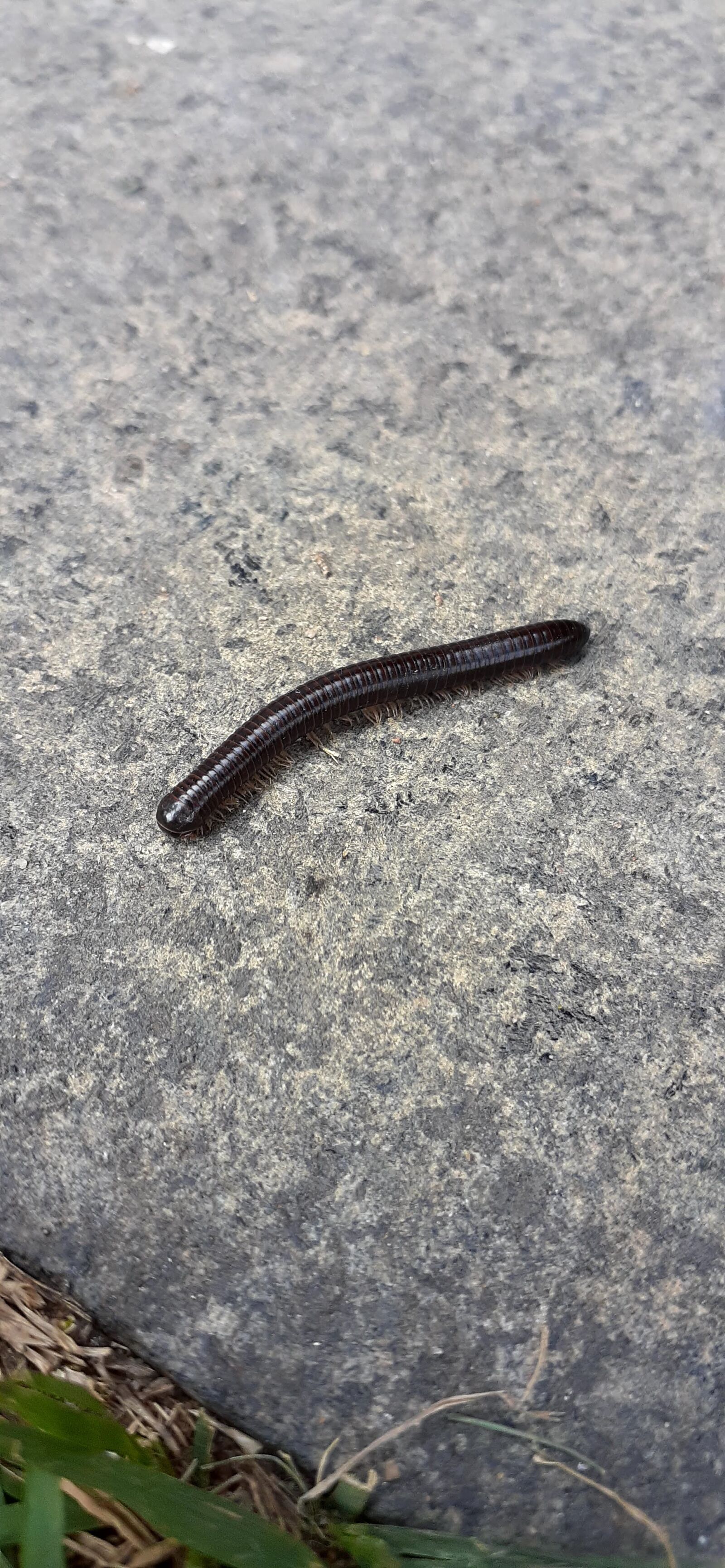 Samsung Galaxy A20 sample photo. Insect, animal, cement nature photography