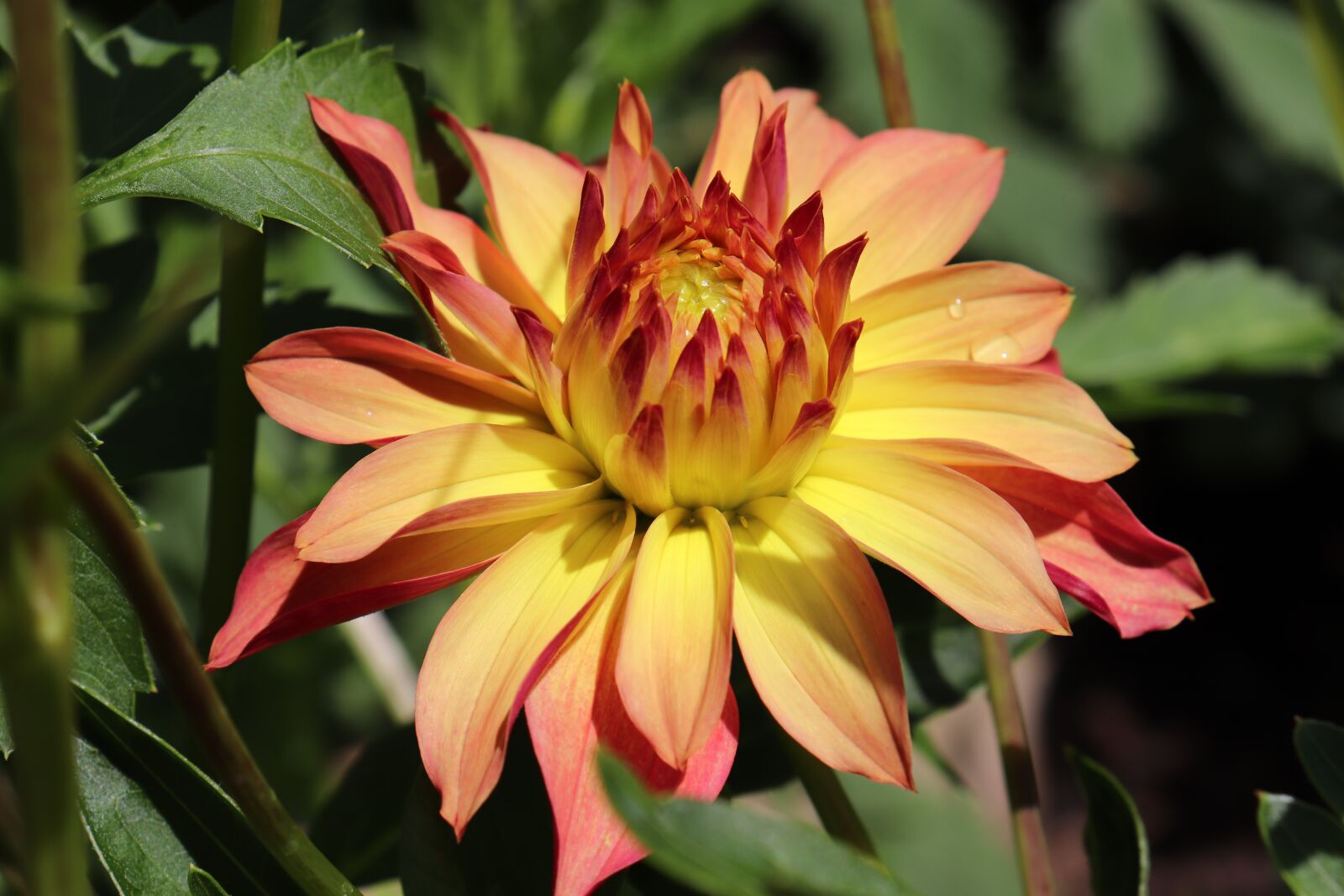 Canon EOS 800D (EOS Rebel T7i / EOS Kiss X9i) sample photo. Dahlias, flowers, peach color photography