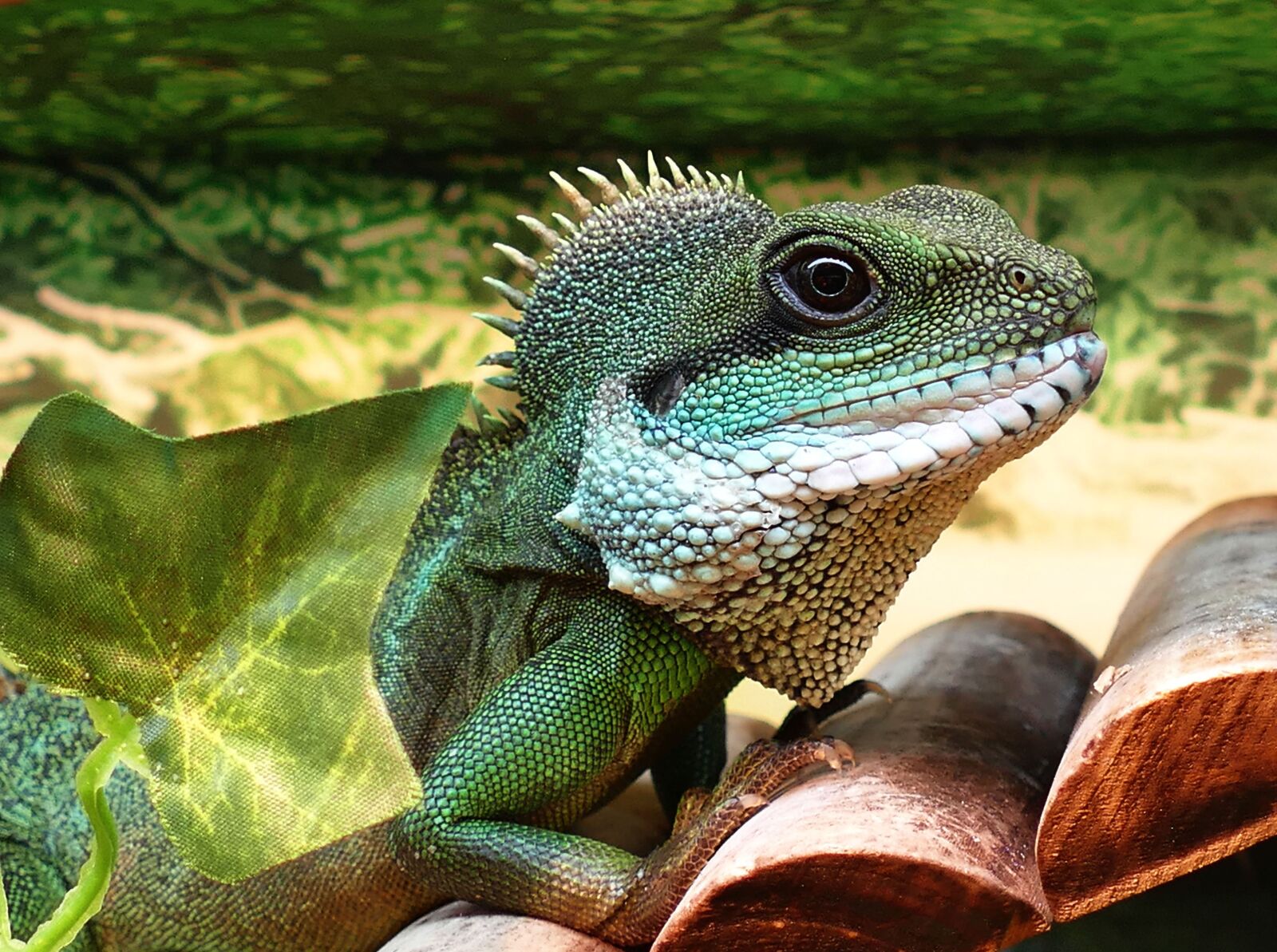 Panasonic Lumix DMC-FZ1000 sample photo. Chinese water dragon, male photography