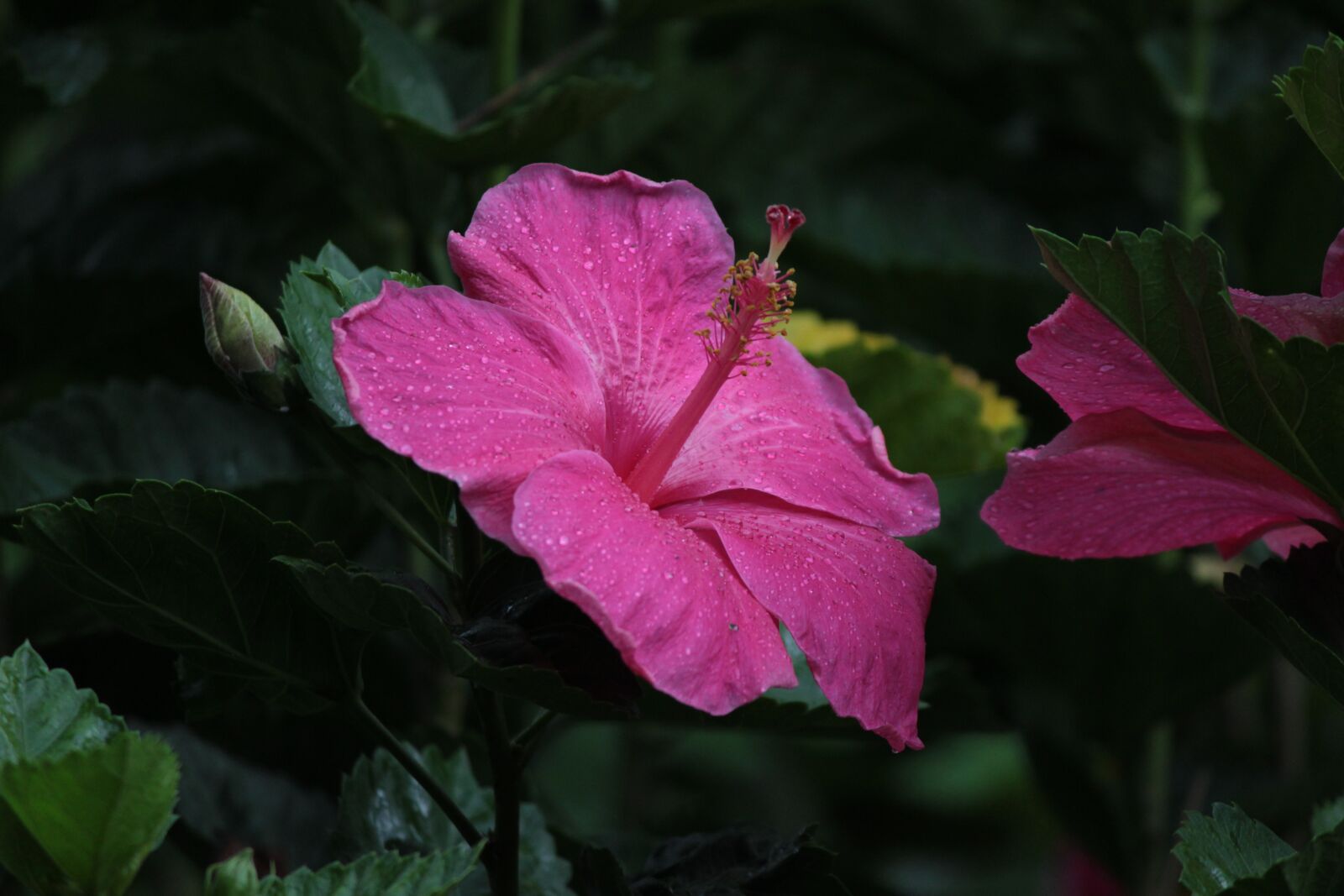 Canon EOS 600D (Rebel EOS T3i / EOS Kiss X5) sample photo. Nature, pink, flower photography