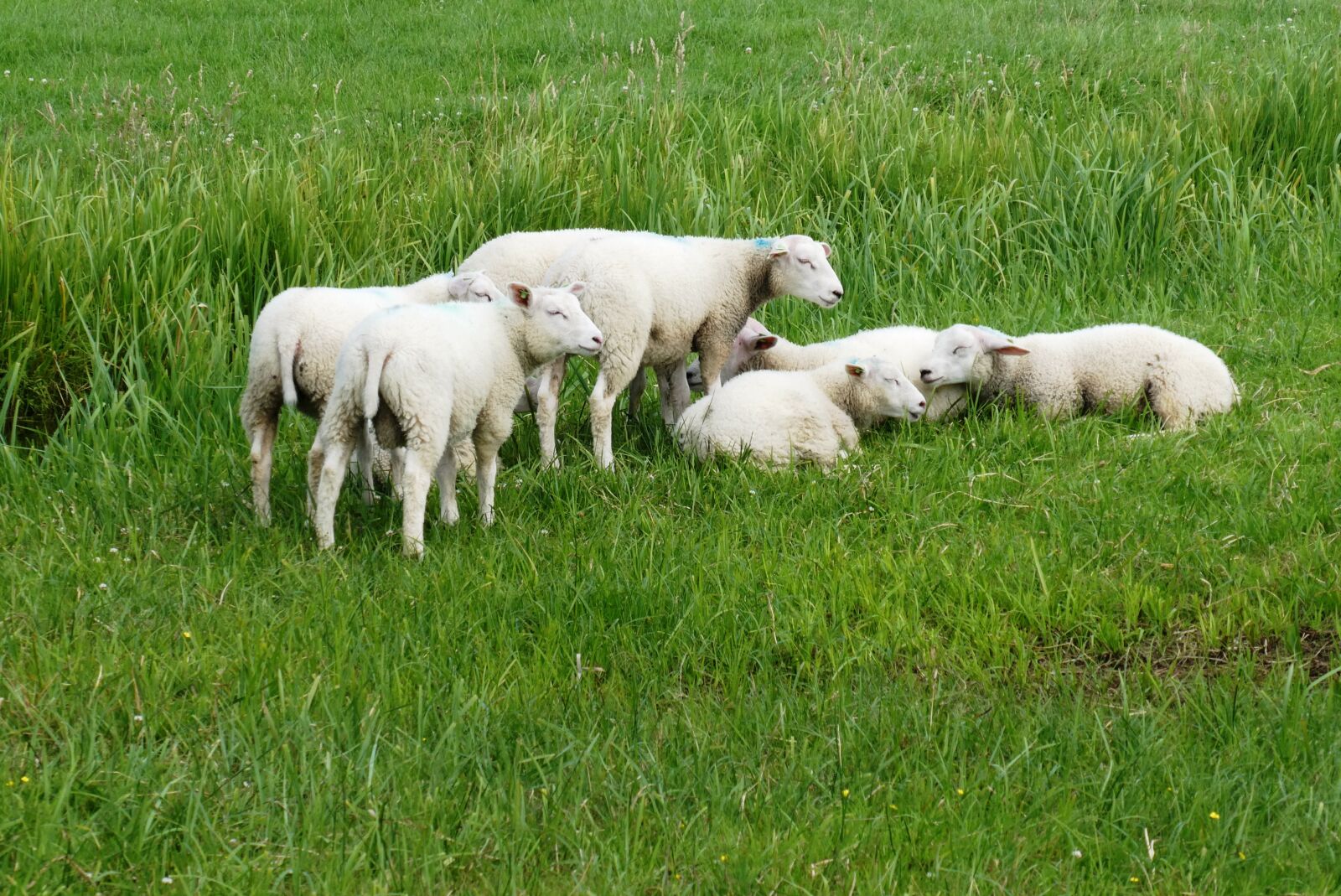 Panasonic Lumix DC-ZS70 (Lumix DC-TZ90) sample photo. Sheep, lambs, animals photography