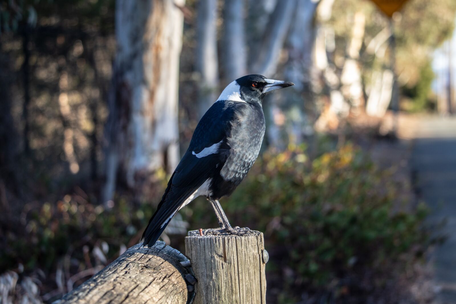 Canon EOS 200D (EOS Rebel SL2 / EOS Kiss X9) sample photo. Magpie, bird, wild photography