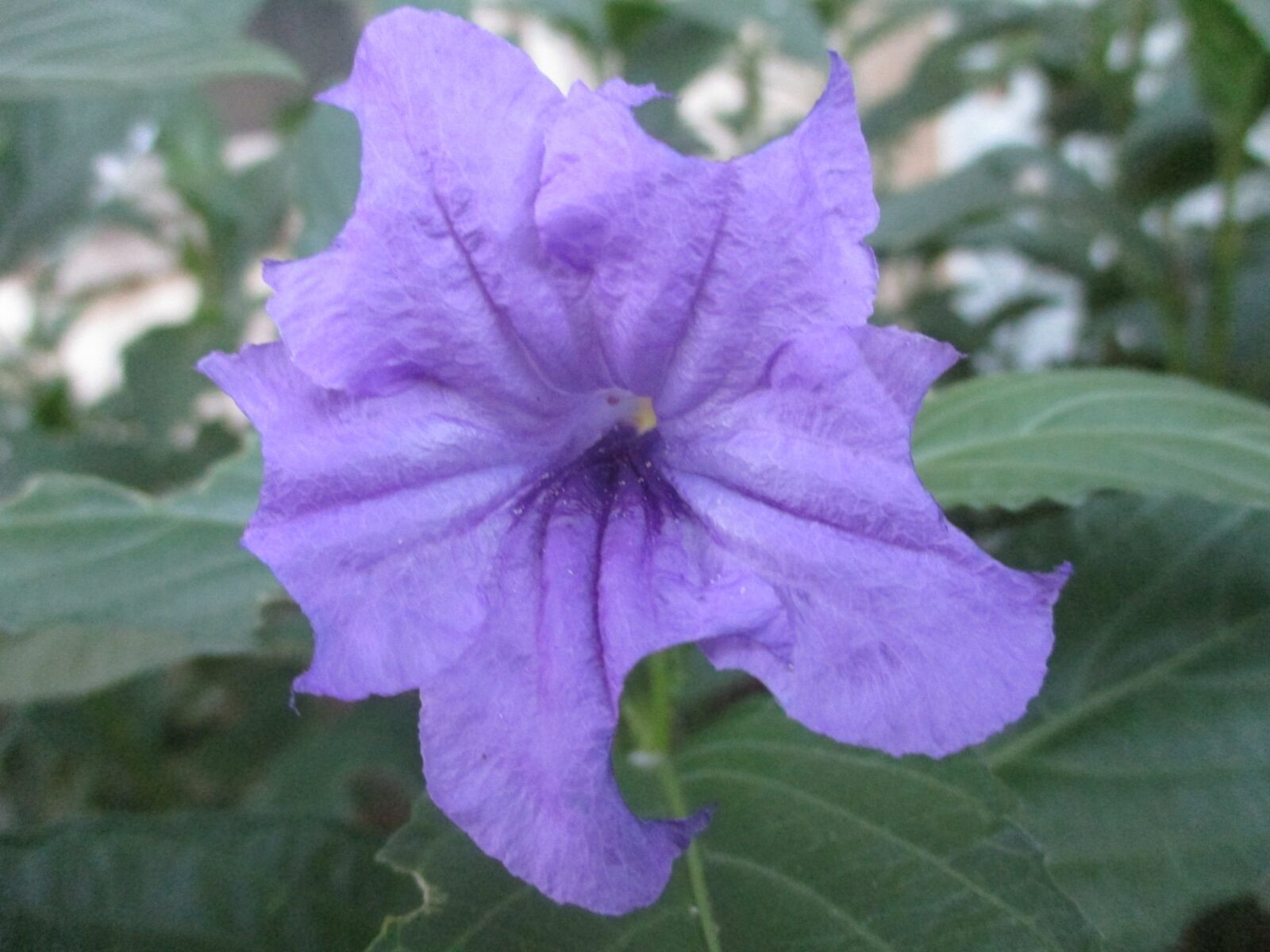 Canon PowerShot ELPH 180 (IXUS 175 / IXY 180) sample photo. Mexican lilac, flower, purple photography