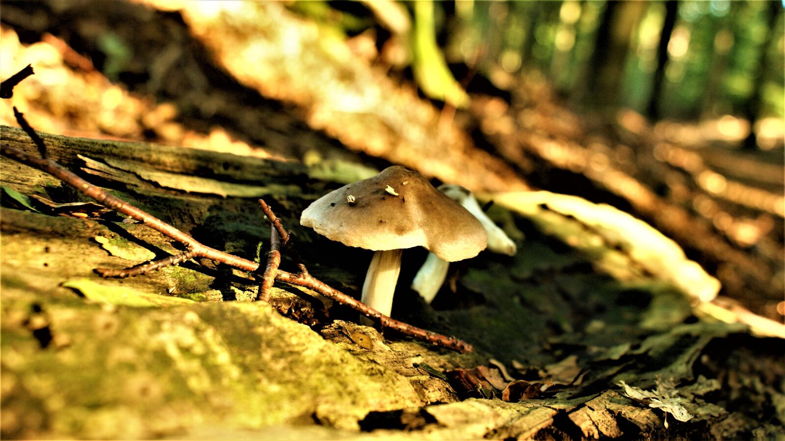 Sony Alpha DSLR-A350 sample photo. Mushrooms, forest, nature photography