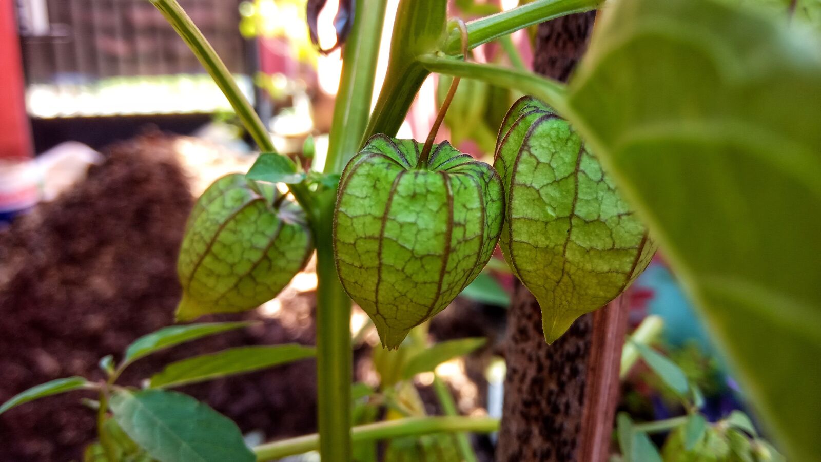 Xiaomi Redmi 6A sample photo. Nature, seed, leaf photography
