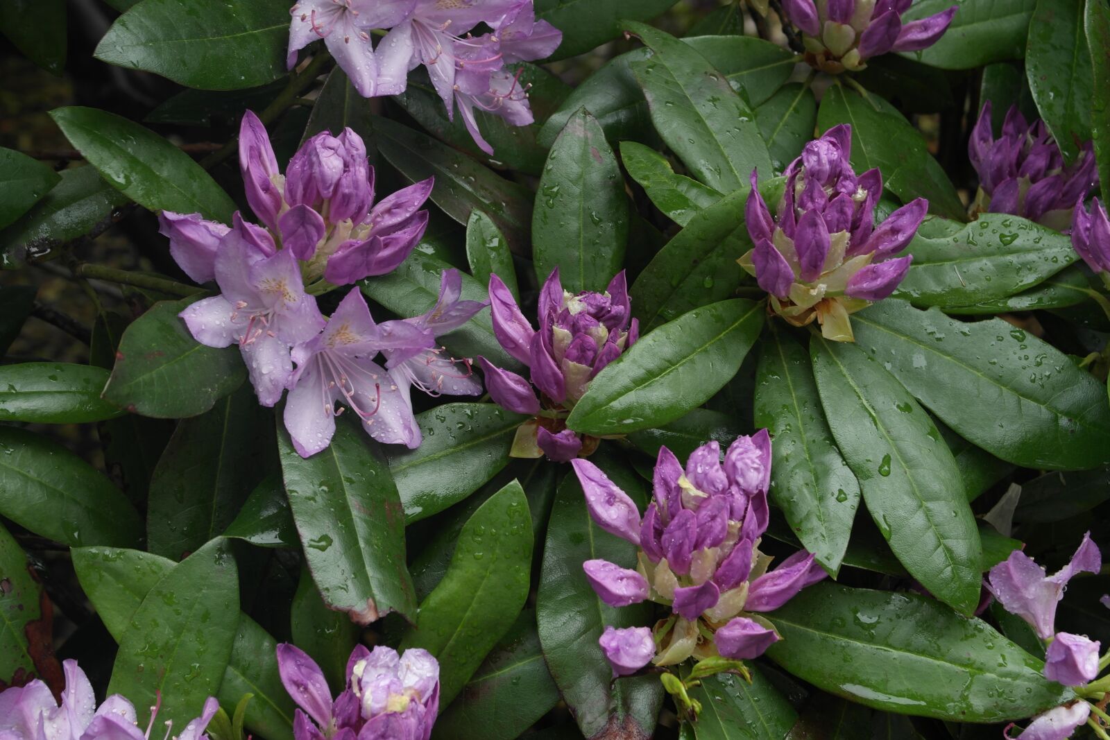 Samsung NX1000 sample photo. Flower, purple, violet photography