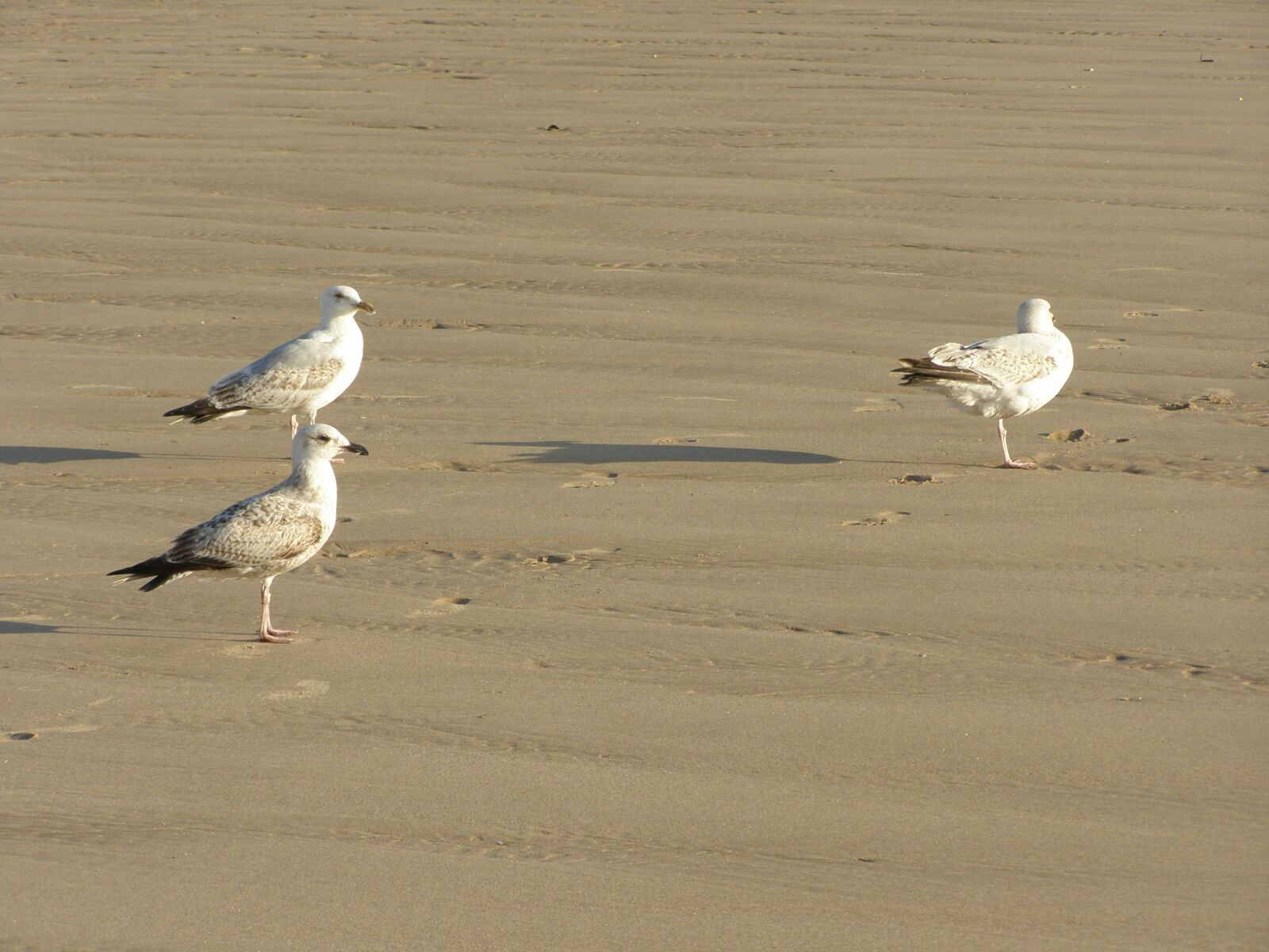 Olympus SP510UZ sample photo. Seagulls, birds, beach photography