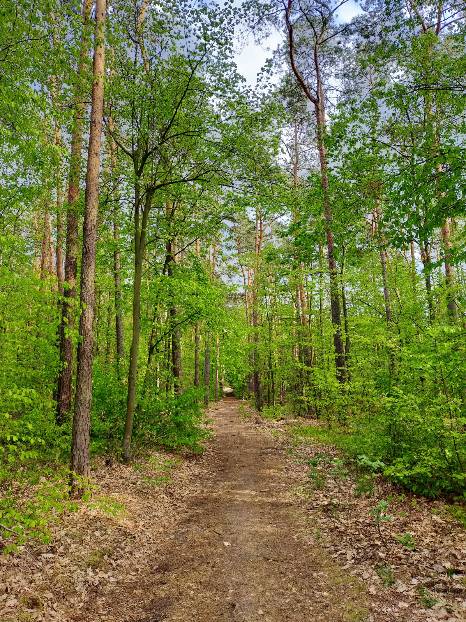 OPPO A9 2020 sample photo. Forest, spring, plants photography