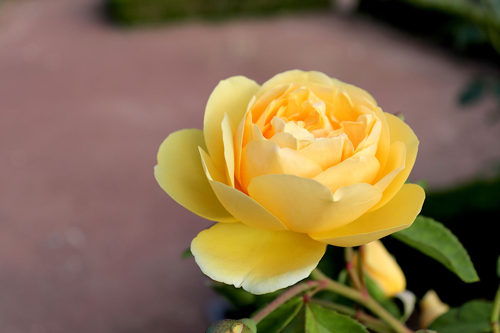 Canon EOS 800D (EOS Rebel T7i / EOS Kiss X9i) sample photo. Pink, the colour yellow photography