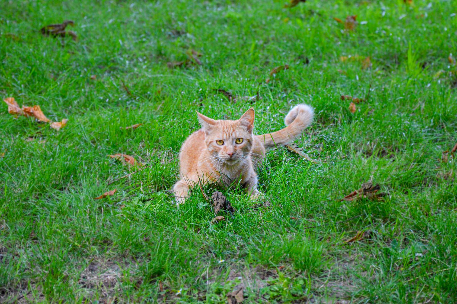 Nikon D3200 sample photo. Cat, hunting, nature photography
