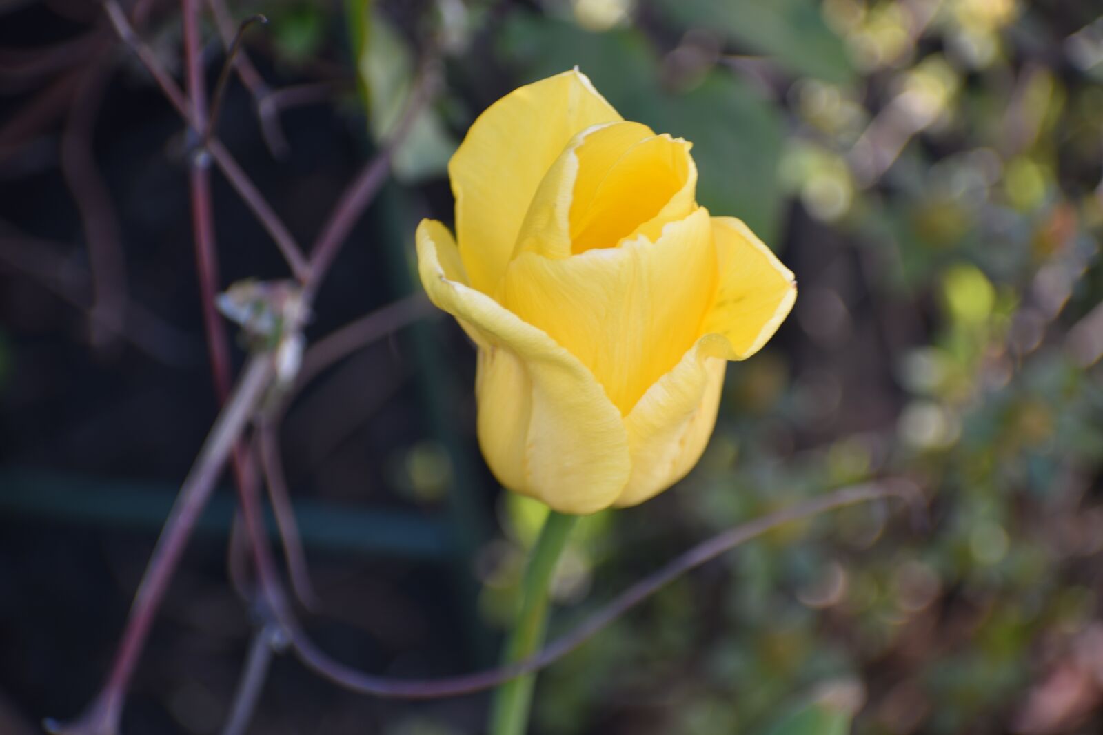 Nikon D3500 sample photo. Flower, bloom, yellow photography
