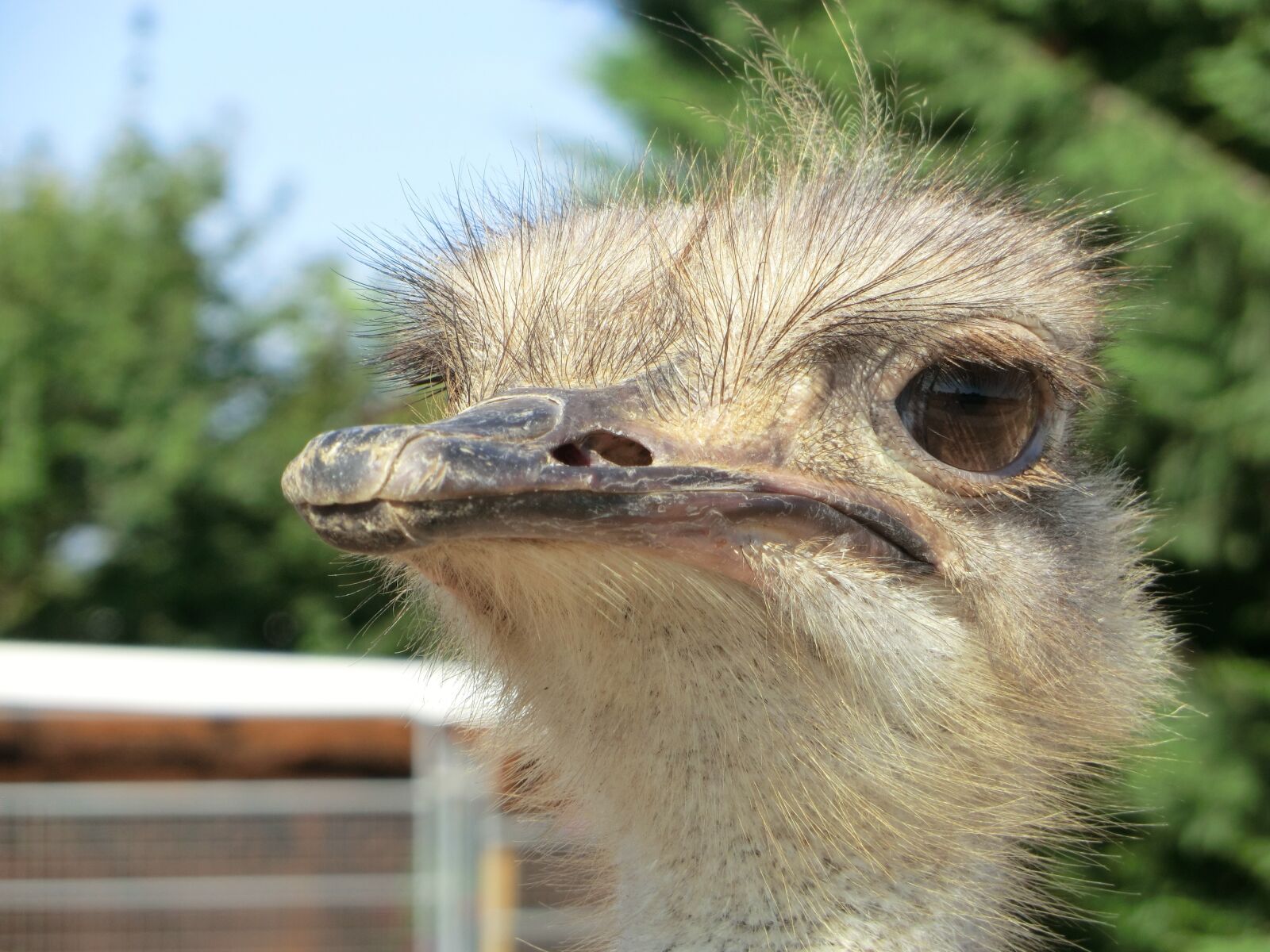 CASIO EX-H20G sample photo. Ostrich, ostrich farm, bird photography