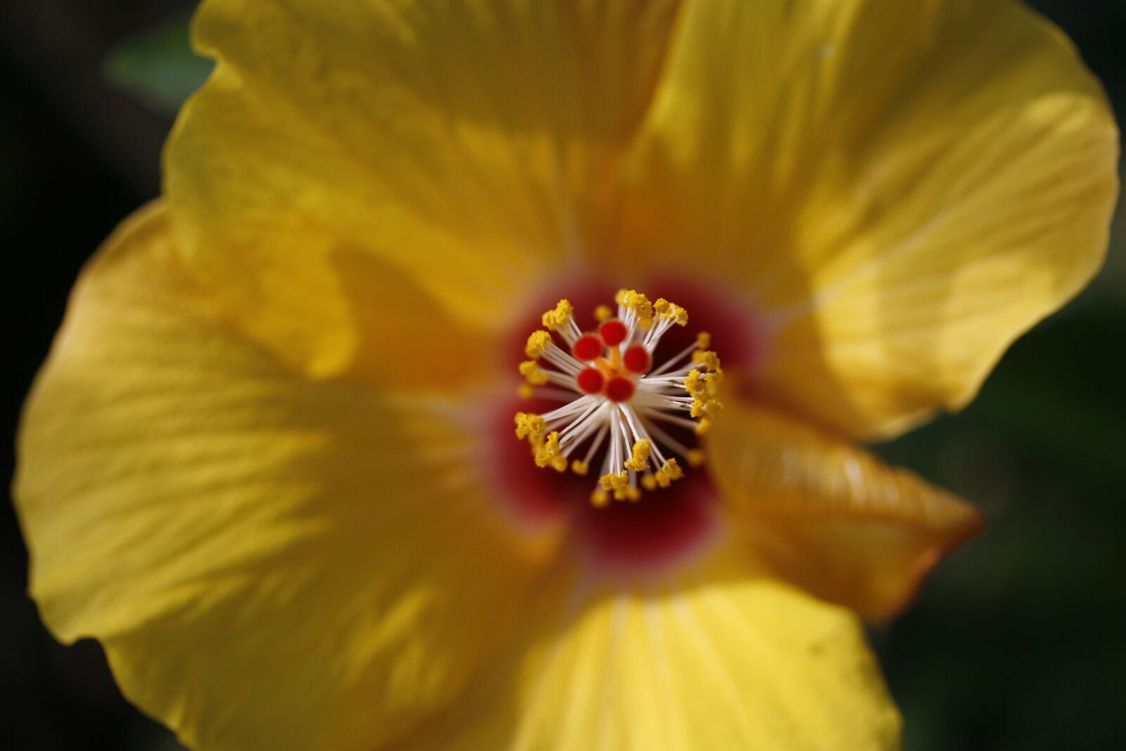 Canon EOS 30D sample photo. Yellow, flower, macro photography