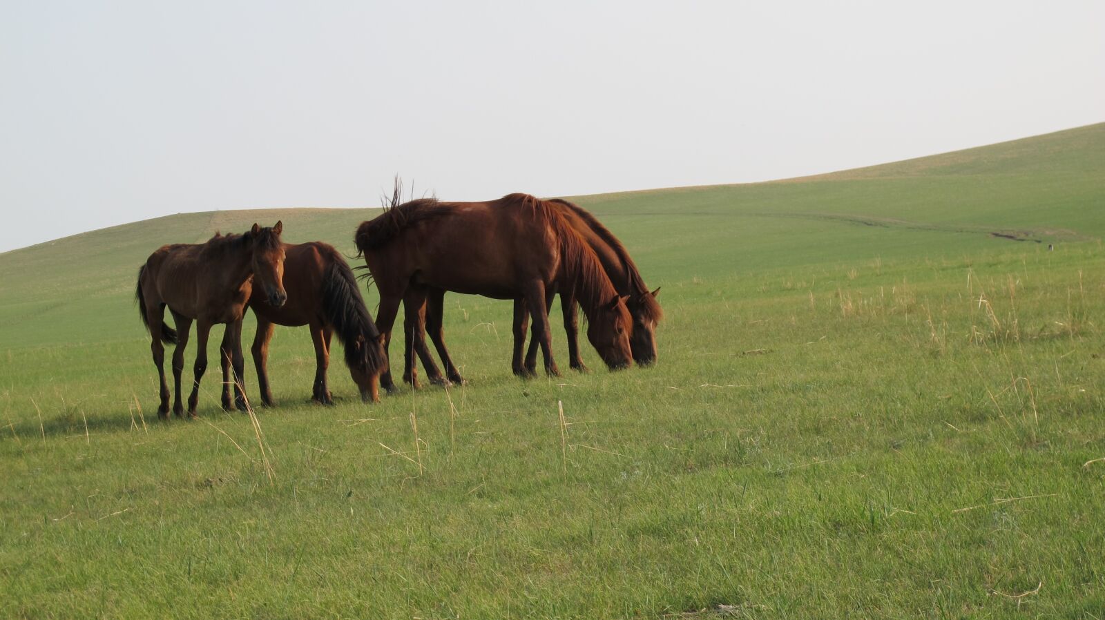 Canon PowerShot G12 sample photo. Mongolia horse, prairie, summer photography