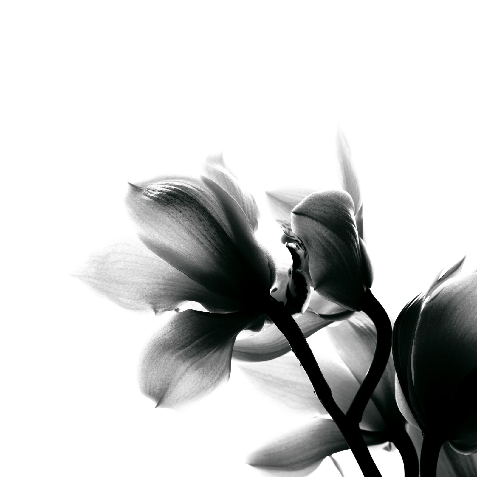 Canon EOS 5D Mark II sample photo. Black and white, orchid photography