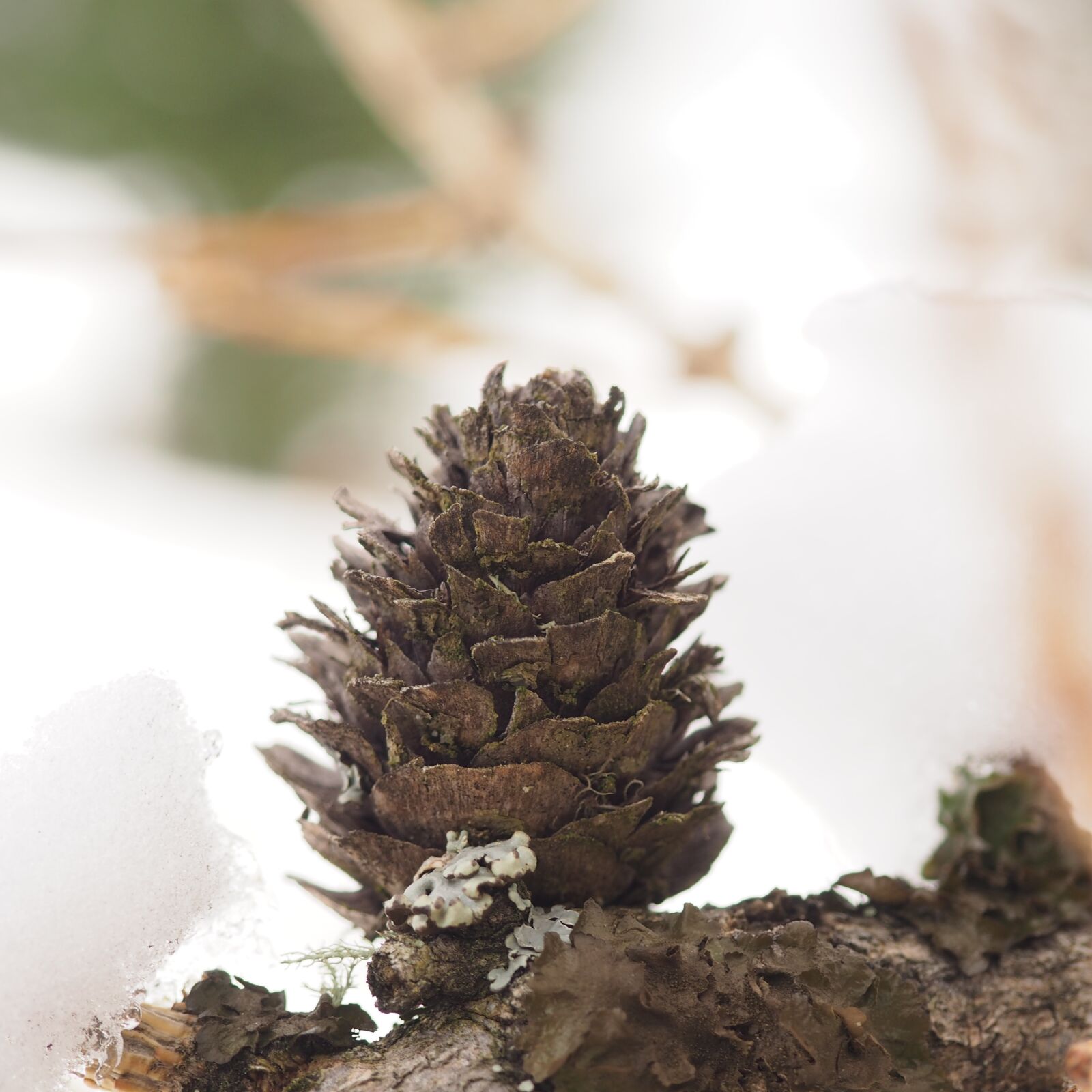 Olympus OM-D E-M10 sample photo. Pine apple, winter, nature photography