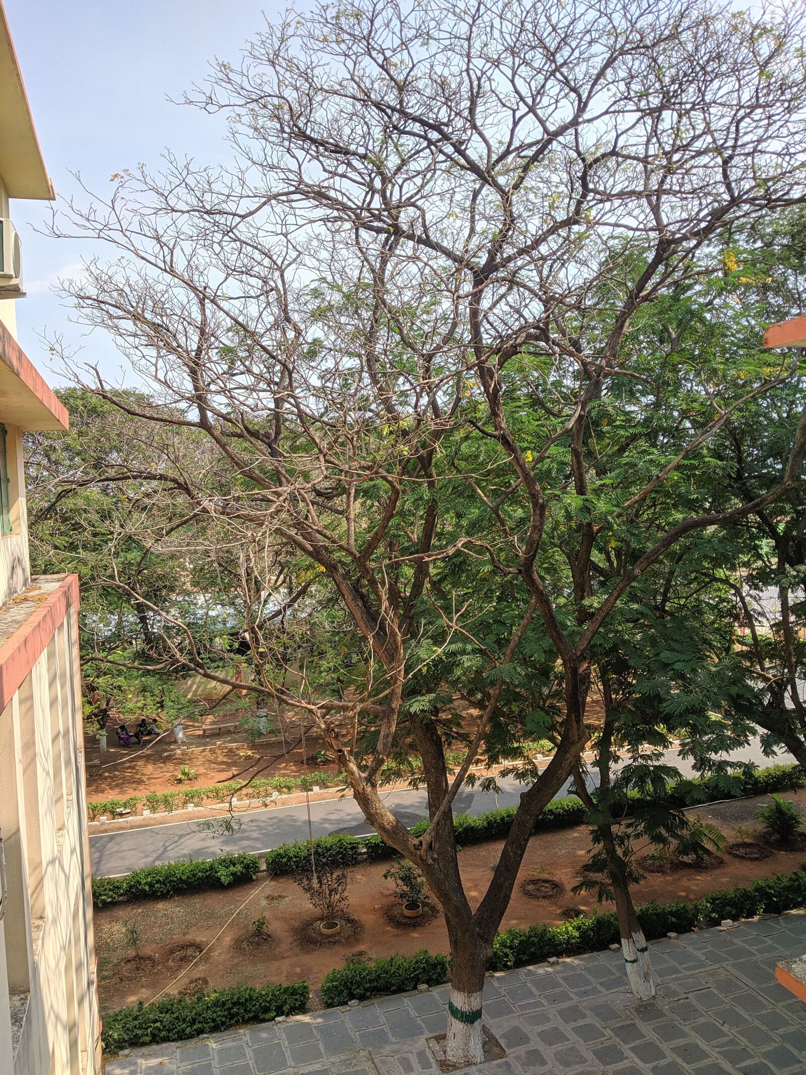 Xiaomi Redmi Note 5 sample photo. Tree, drytree, dry tree photography