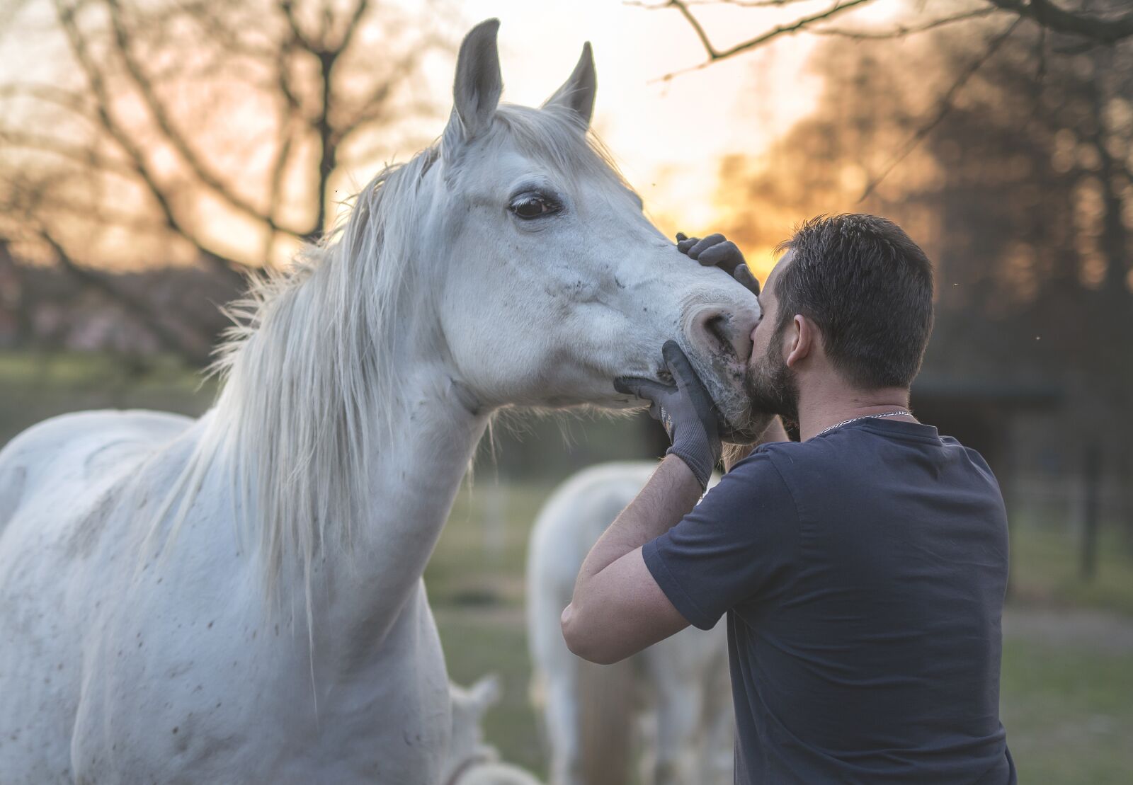 Nikon D800E sample photo. Arabian horse, horse, man photography