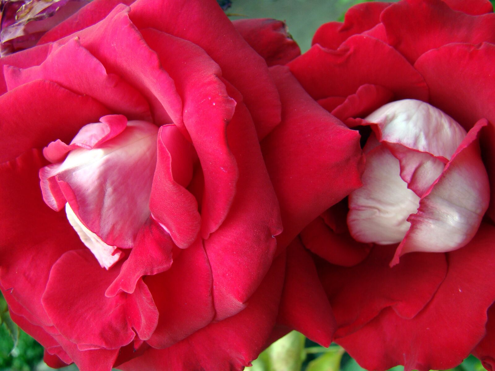Sony Cyber-shot DSC-H50 sample photo. Rose, red rose, blooming photography