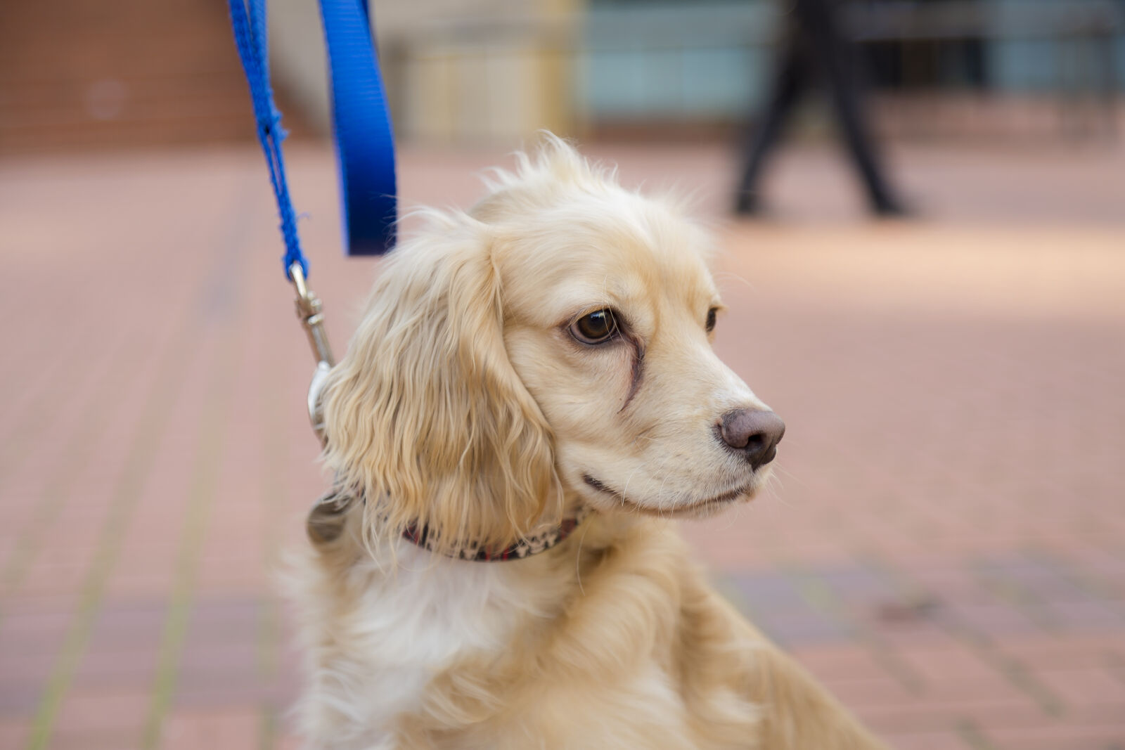 Canon EF 24-105mm F4L IS USM sample photo. Animal, bricks, city, dog photography
