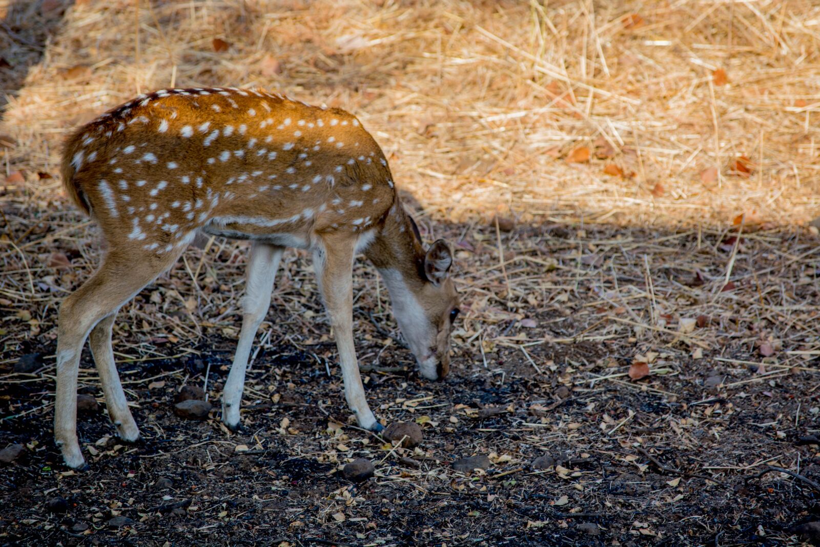 Nikon D5200 sample photo. Deer, nature, wildlife photography