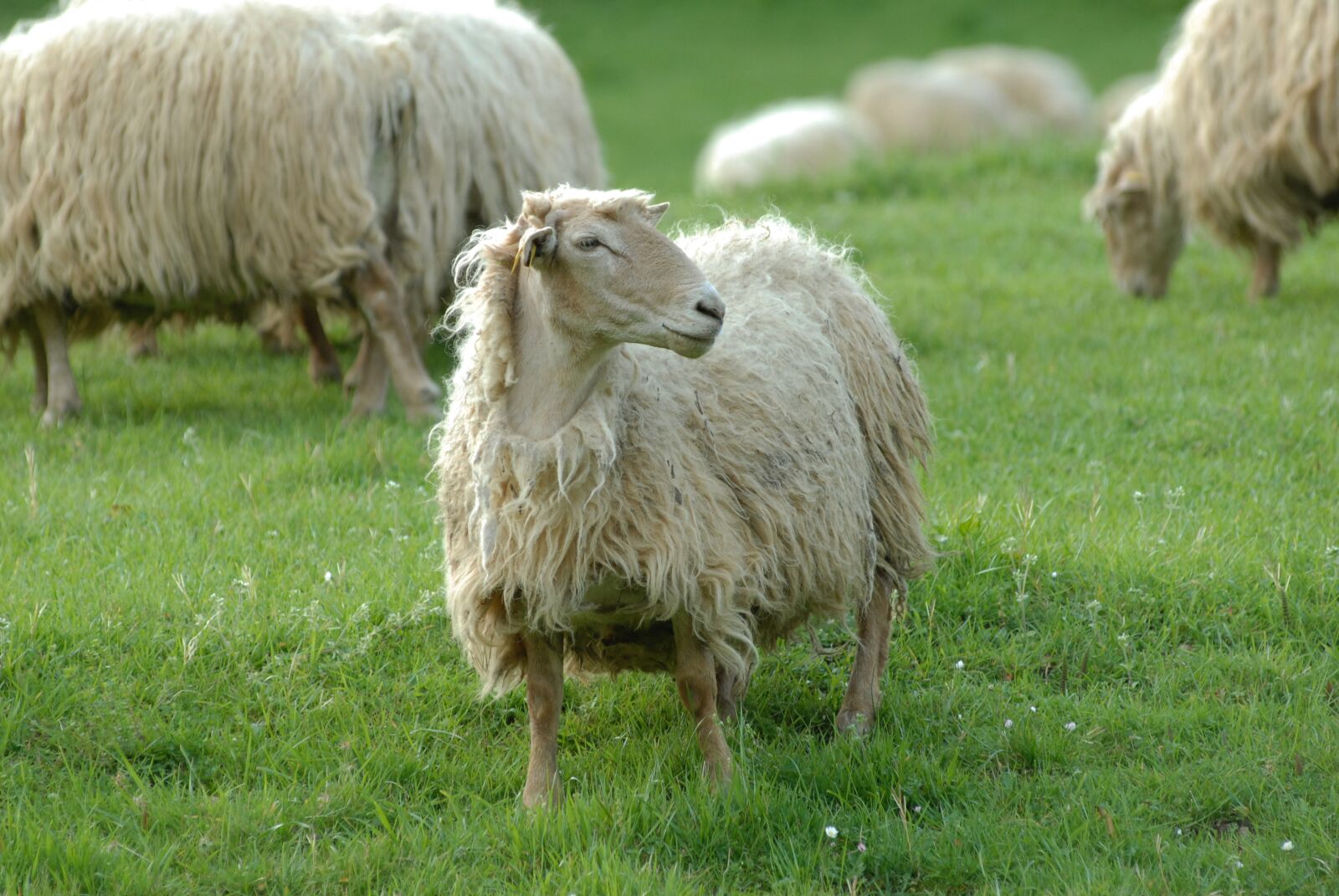 Nikon D200 sample photo. Animals, sheep, herd photography