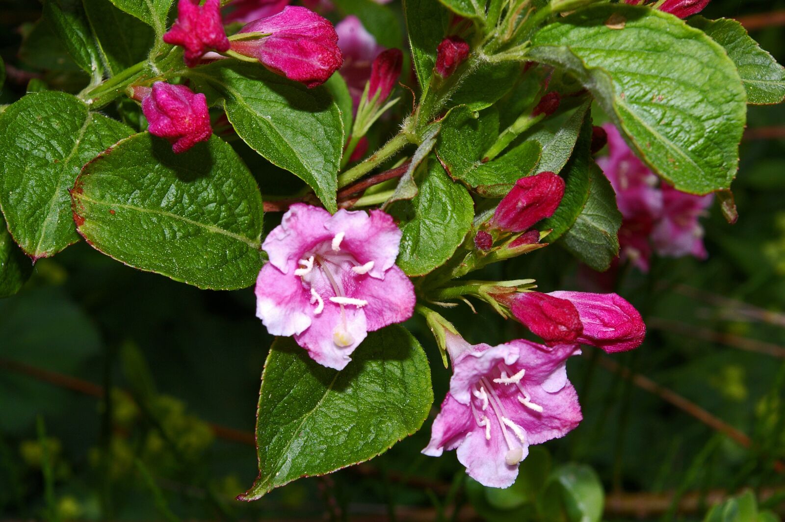 Pentax *ist DL2 sample photo. Weigela, bush, flowering shrub photography