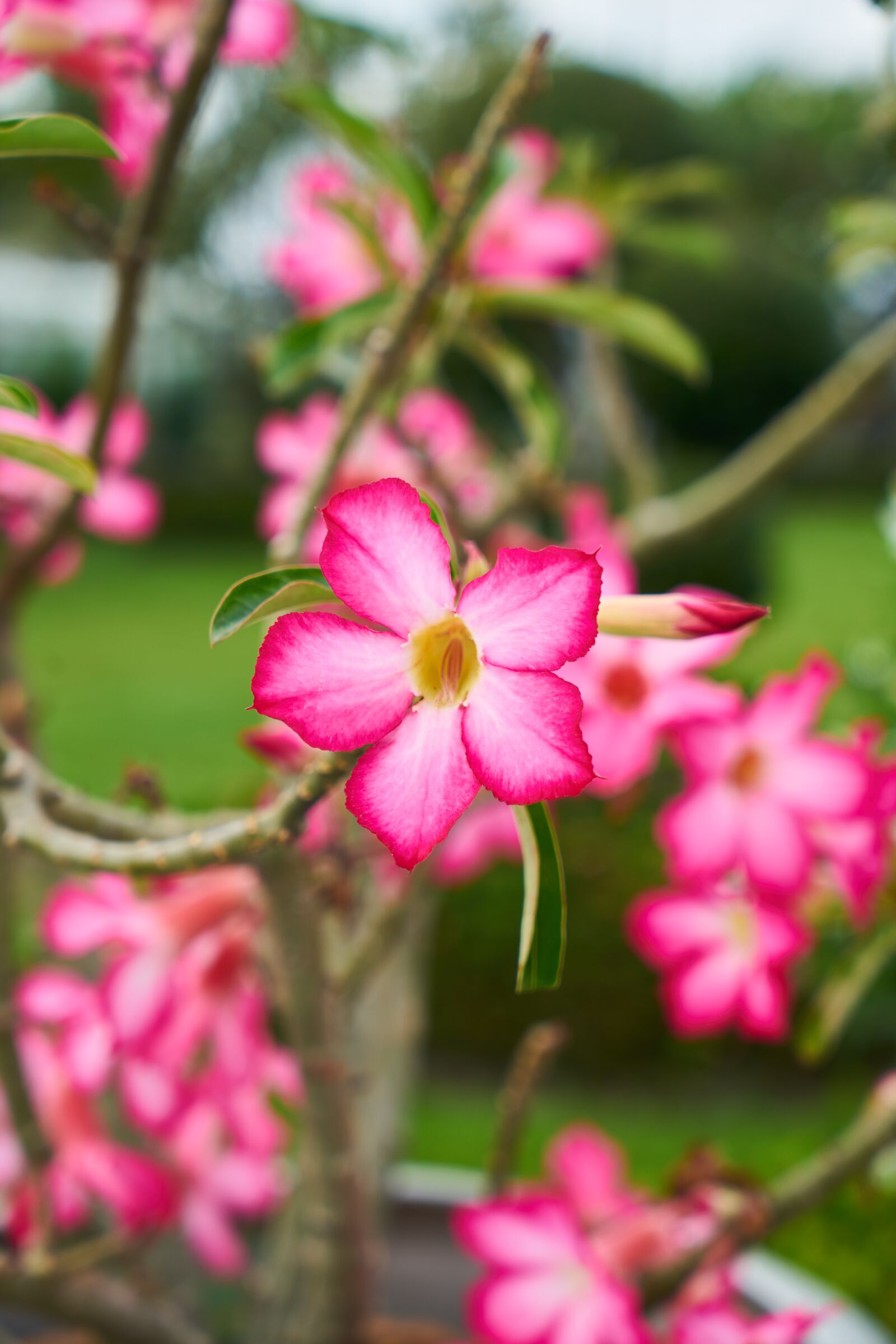 Sony a7R II sample photo. Flower, spring, pink photography