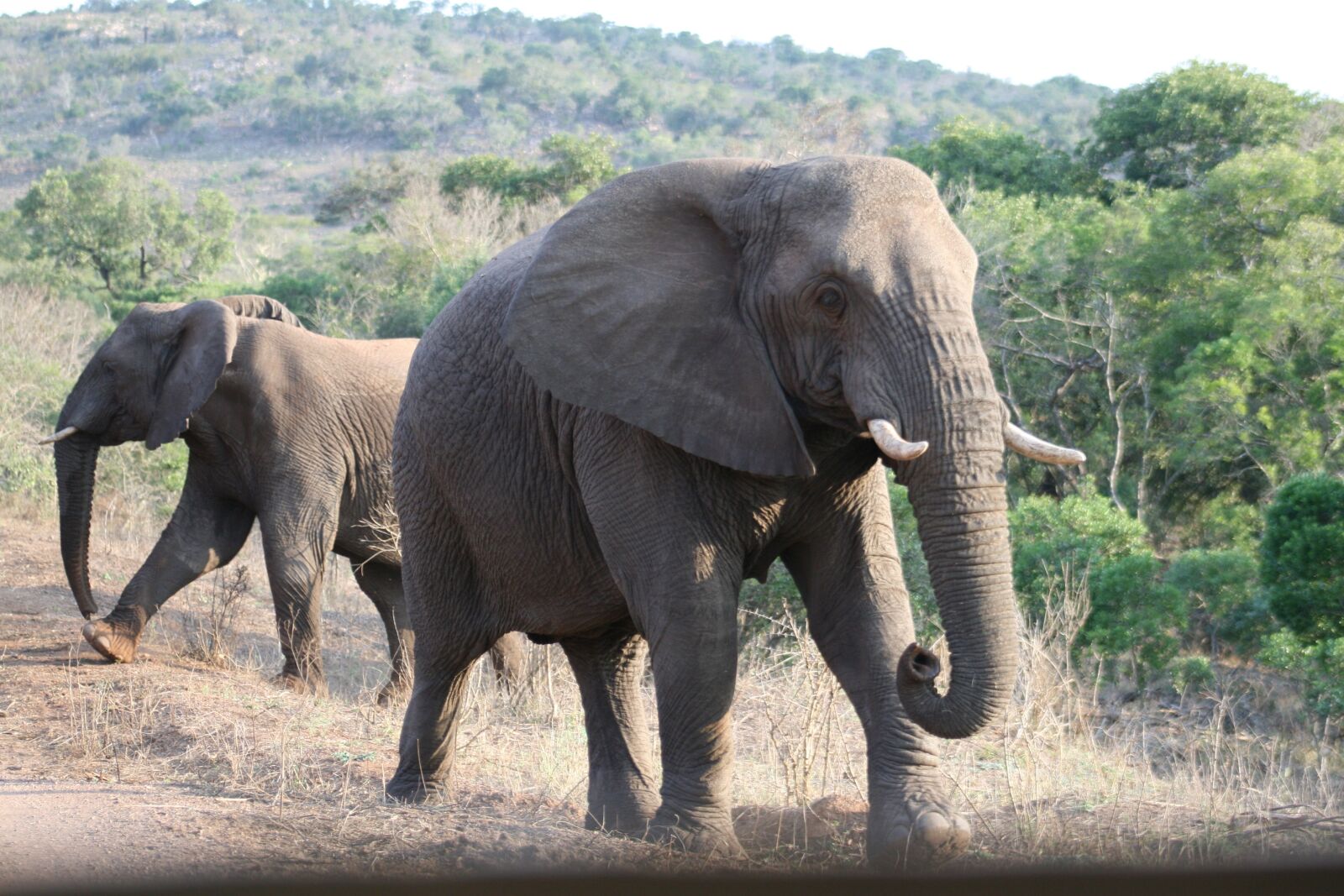 Canon EOS 400D (EOS Digital Rebel XTi / EOS Kiss Digital X) sample photo. Elephant, africa, safari photography